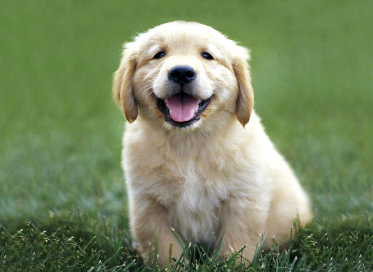 1200x875 Golden Retriever Puppies Wallpaper Desktop