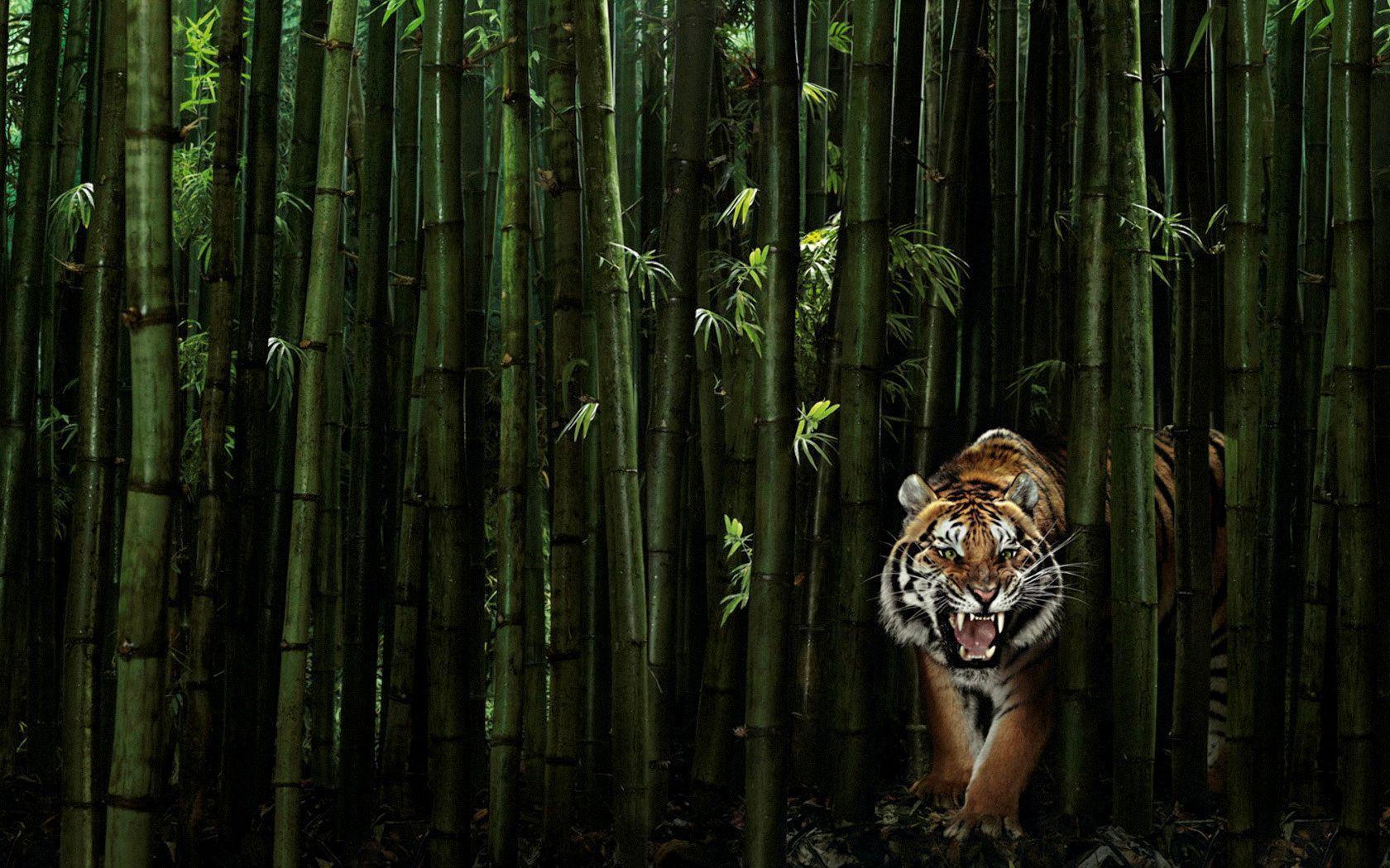 Tiger Forest Wallpapers Top Free Tiger Forest Backgrounds