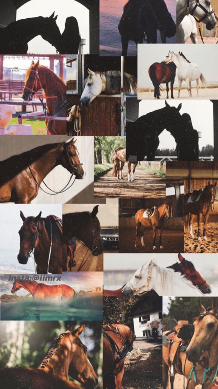 Horse Collage Wallpapers - Top Free Horse Collage Backgrounds -  WallpaperAccess