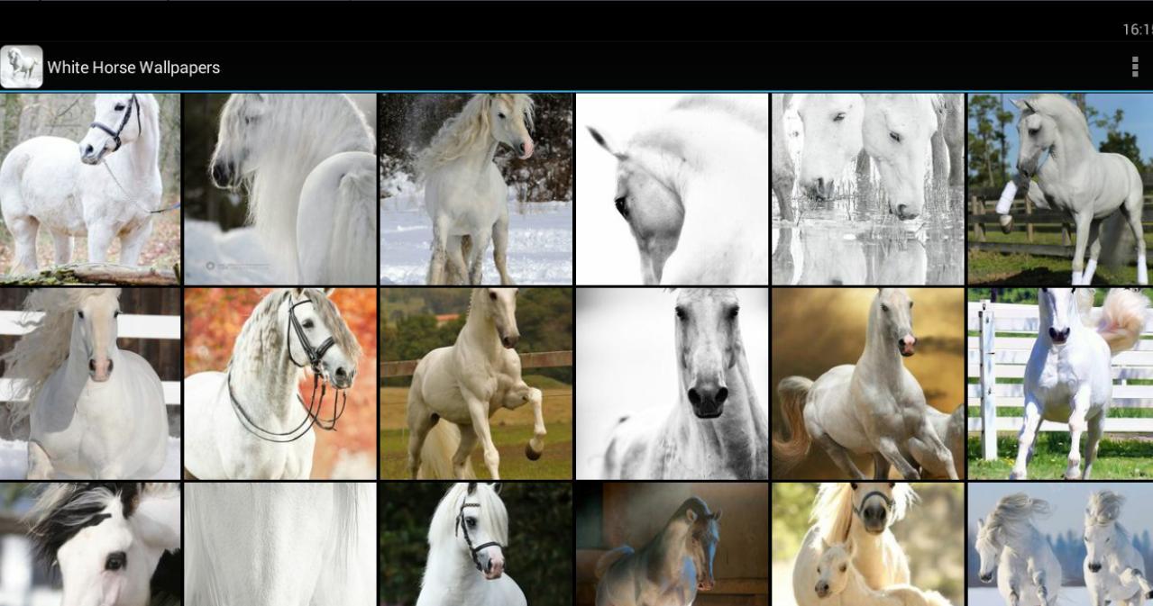 1279x673 White Horse Wallpaper for Android