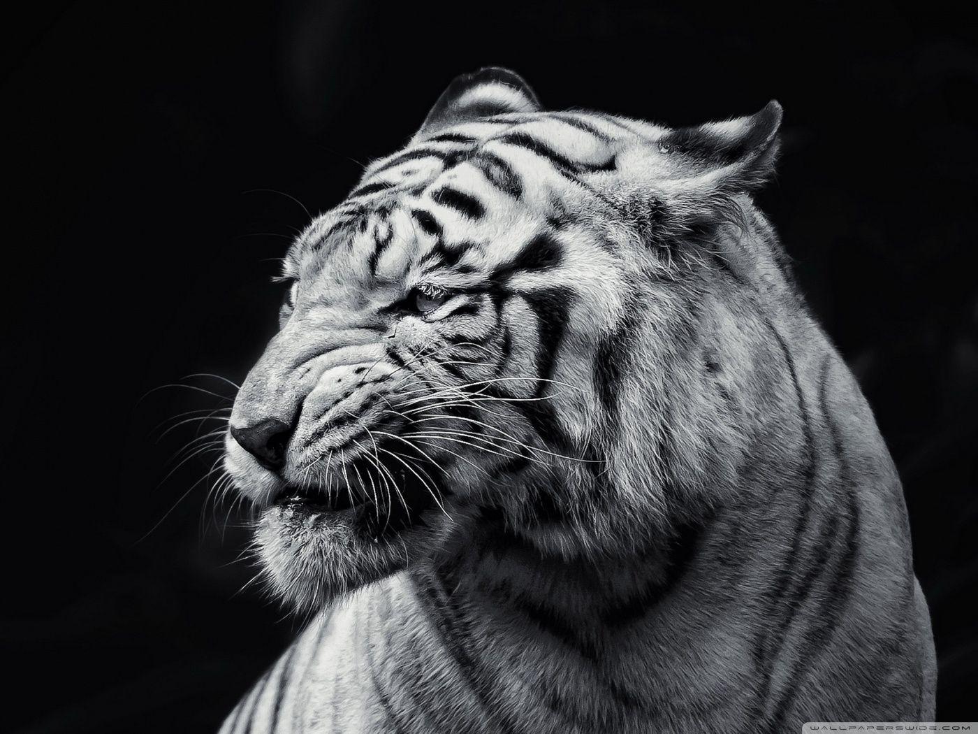 1400x1050 Tiger Black and White Ultra HD Desktop Background Wallpaper for 4K UHD TV : Tablet