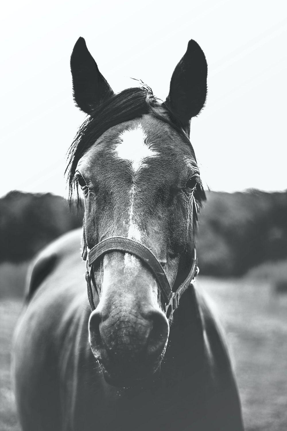 1000x1500 Monochrome Picture [HD]. Download Free Image