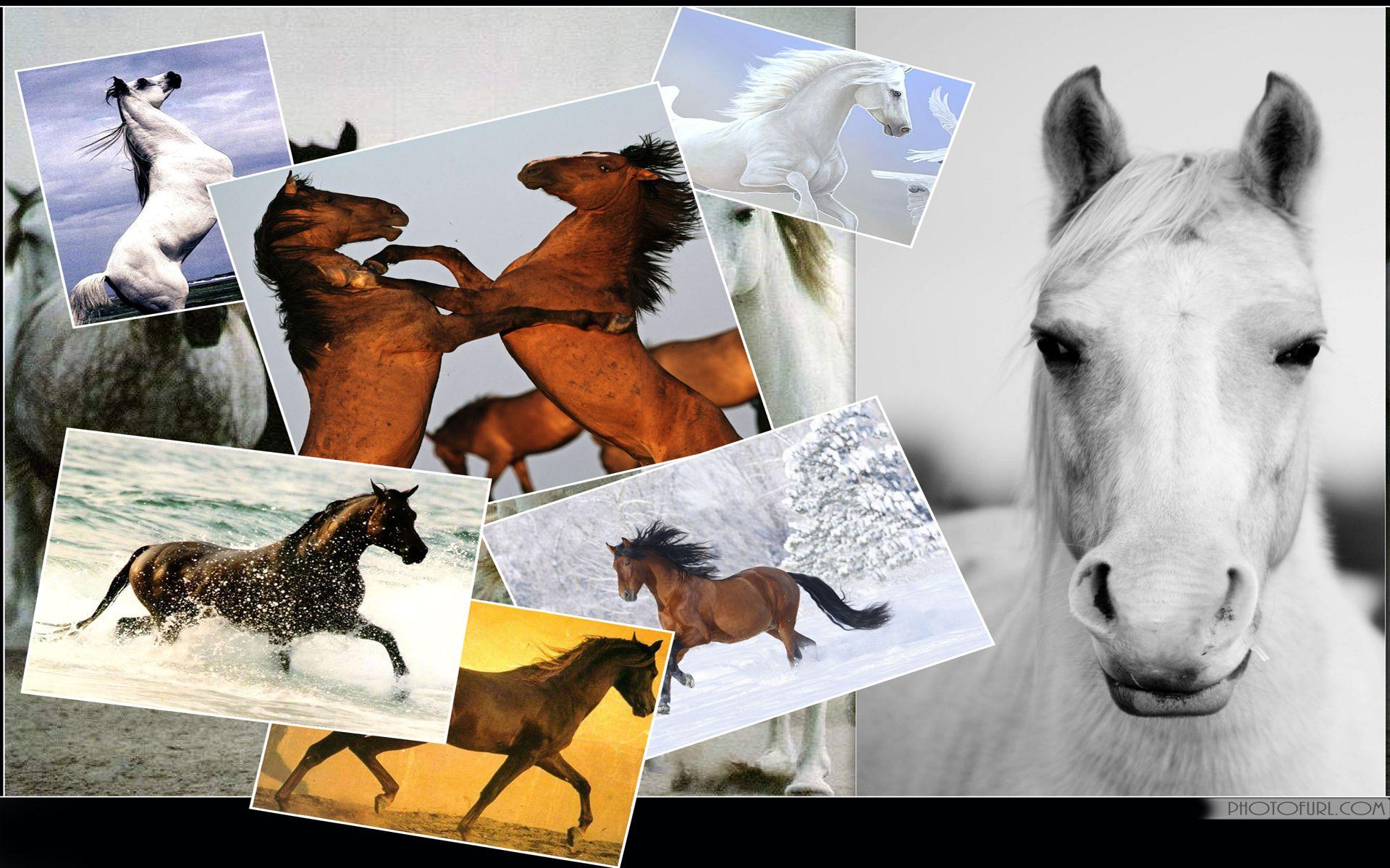 Horse Collage Wallpapers Top Free Horse Collage Backgrounds