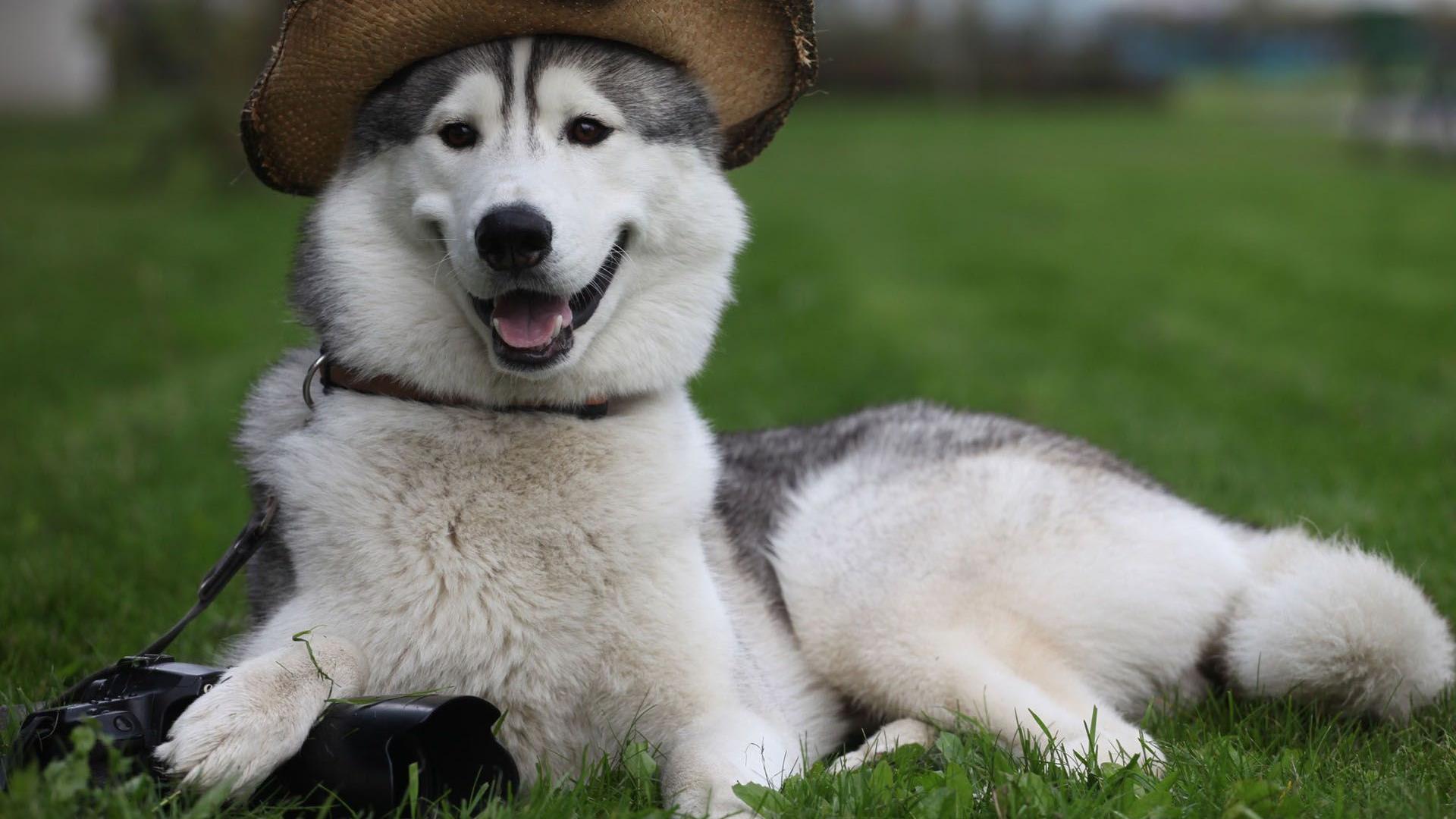 1920x1080 Funny And Cute Dog Picture 53 Free HD Wallpaper