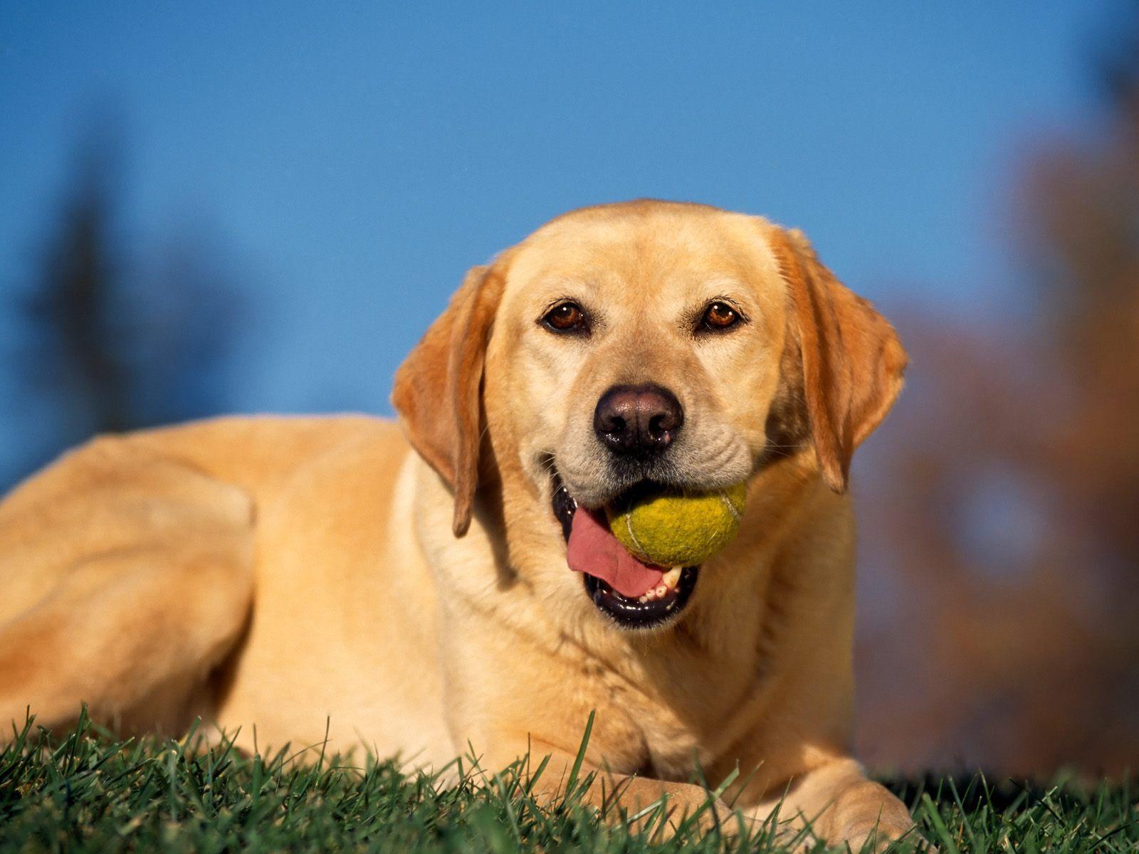 1600x1200 Dana's Dog Care Meets Your Dog Care Needs