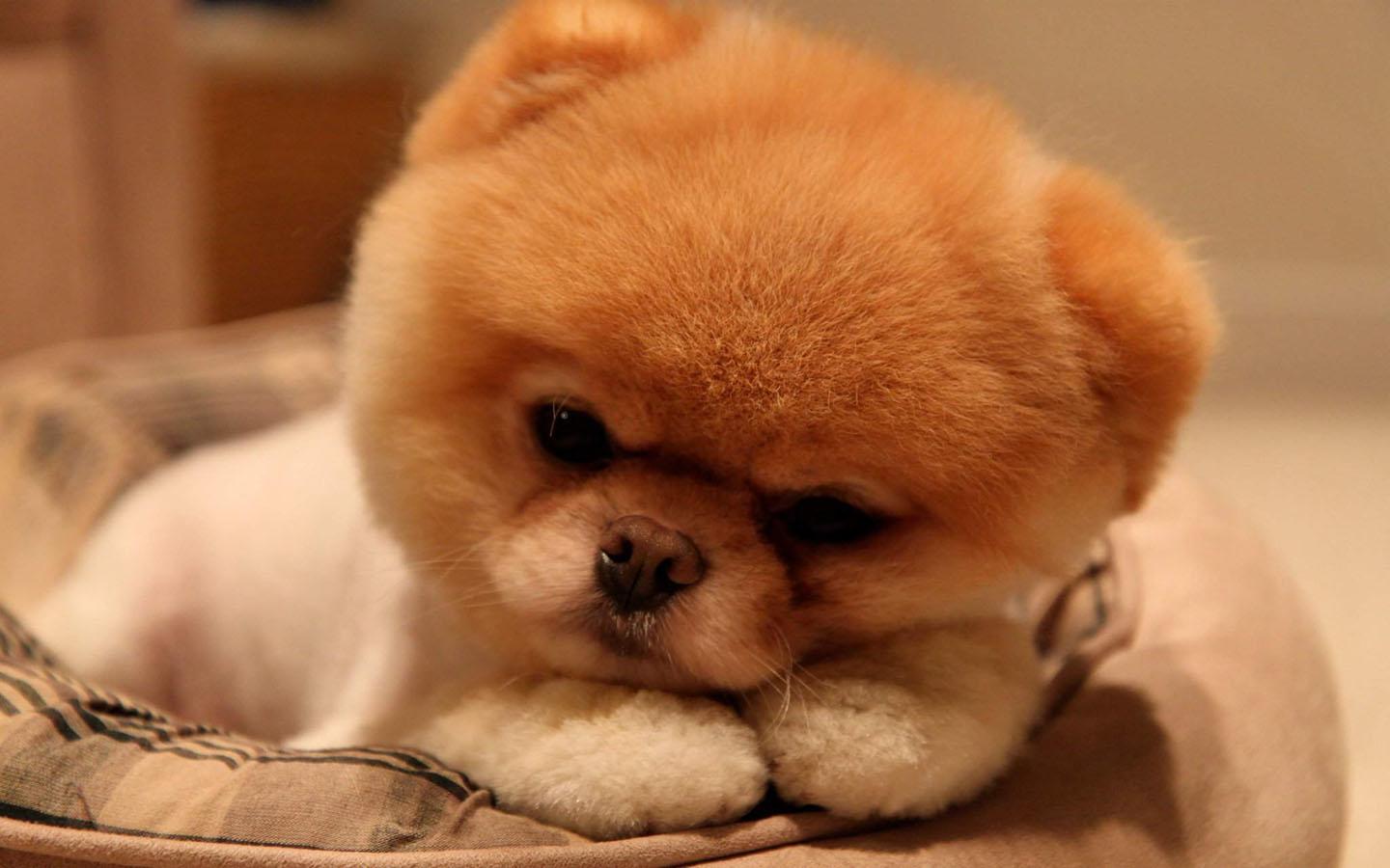 1440x900 Puppy Wallpaper for Android