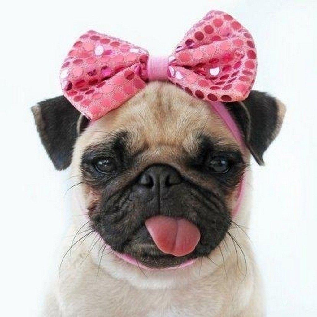 1024x1024 Mops Wallpaper, Fine Hdq Mops Image Birthday Pug Dog Wallpaper & Background Download