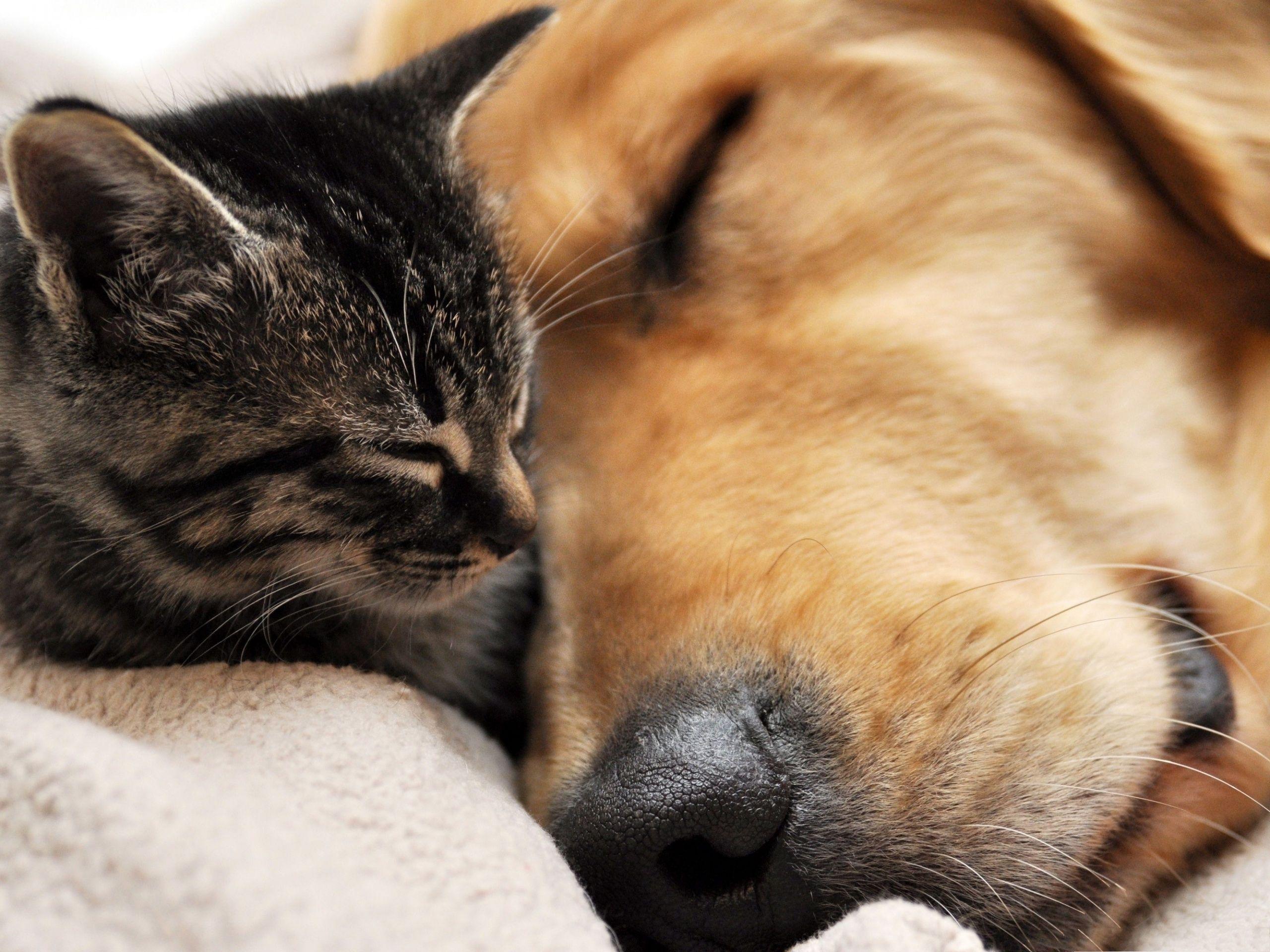 2560x1920 Kitten And Puppy Wallpaper