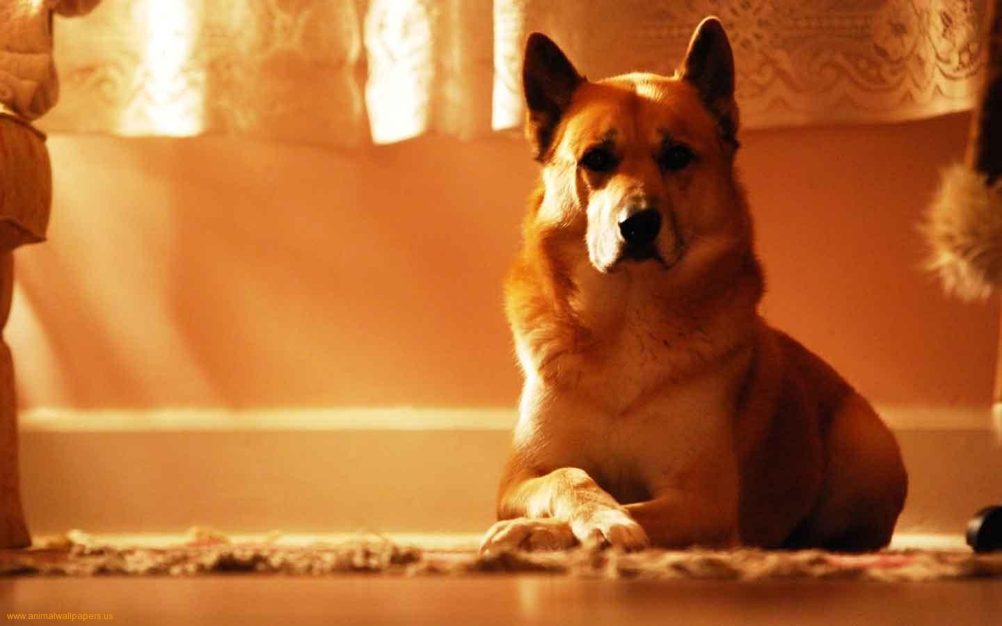 1440x900 Cute Dog Wallpaper Photo High Resolution