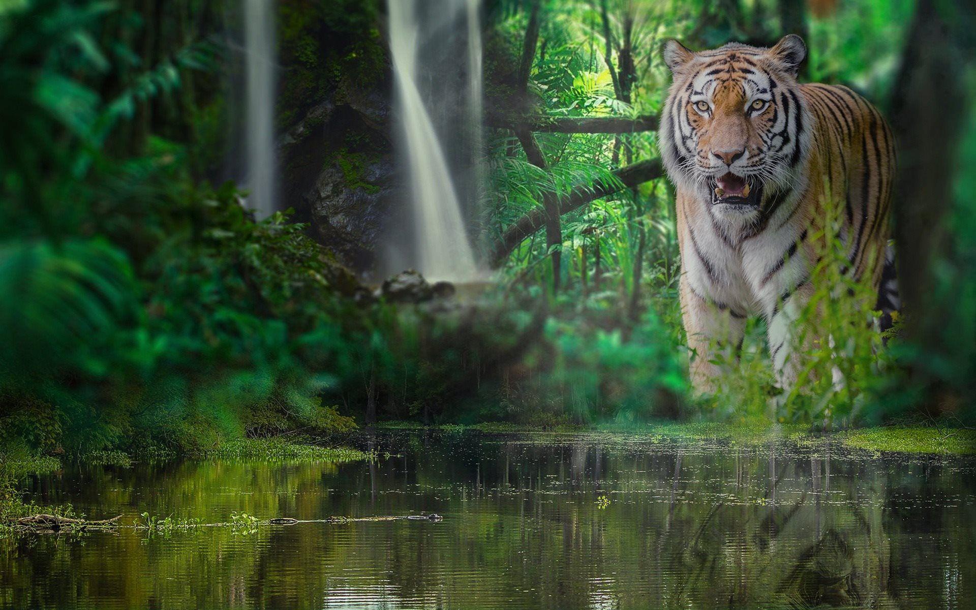 Tiger Forest Wallpapers - Top Free Tiger Forest Backgrounds