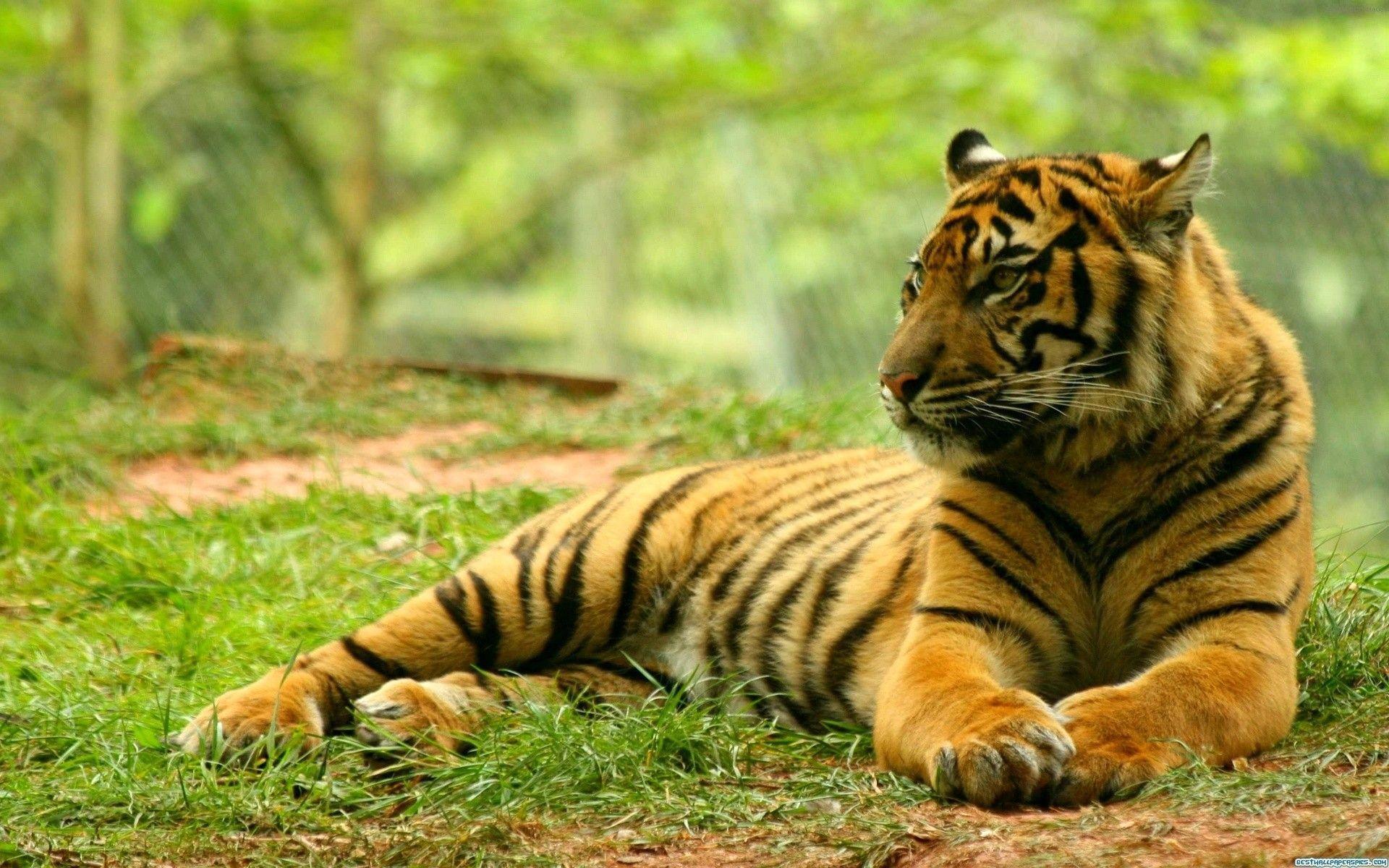 Tiger Forest Wallpapers - Top Free Tiger Forest Backgrounds ...