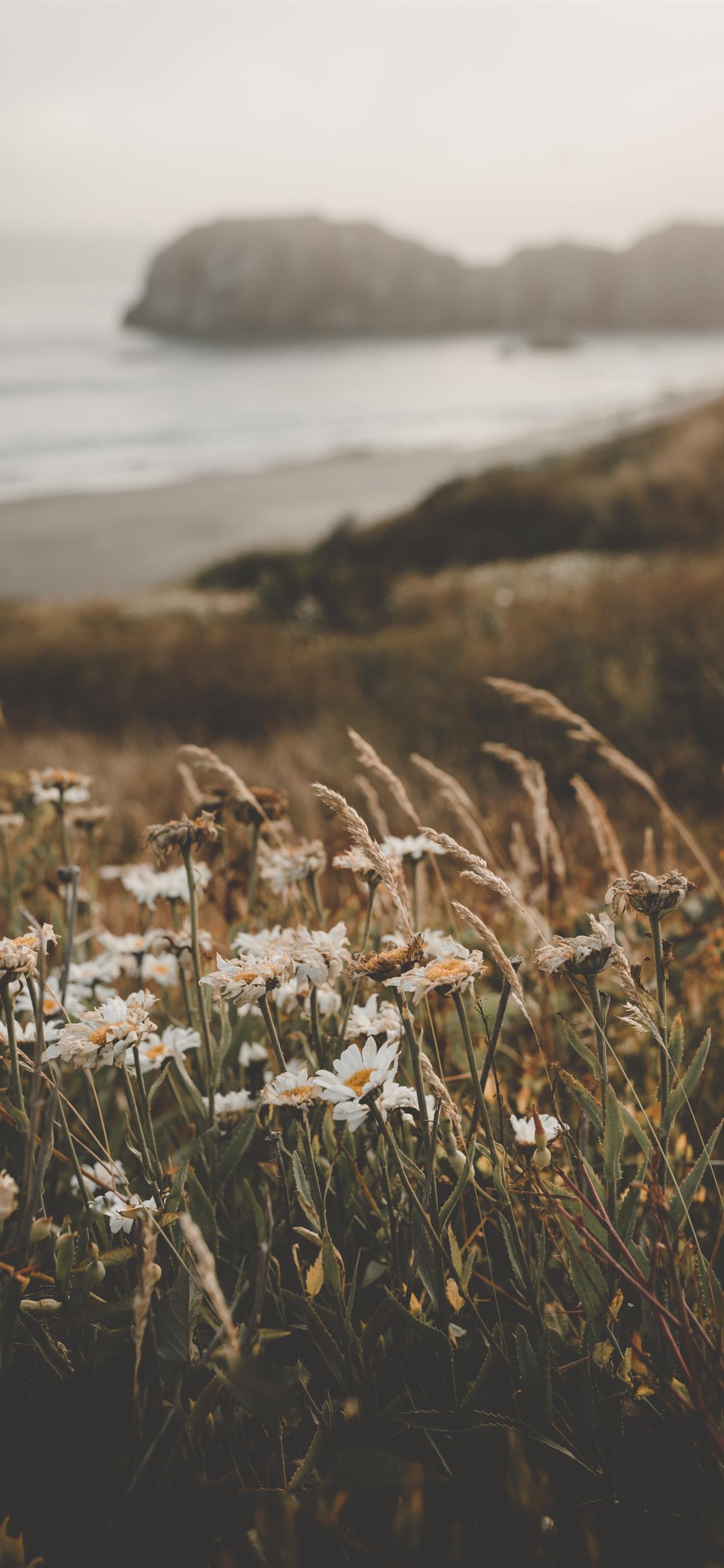 1242x2688 Flowers at the Beach iPhone X Wallpaper Free Download