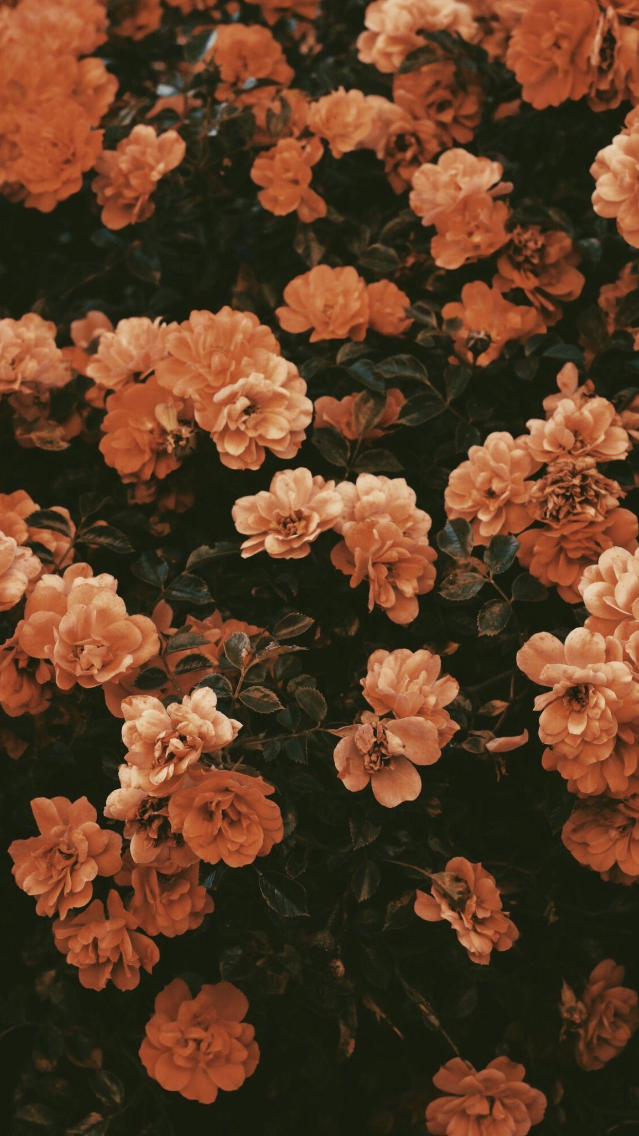 1242x2208 Fall flowers. Flower background iphone, Vintage flower background, Flower iphone wallpaper