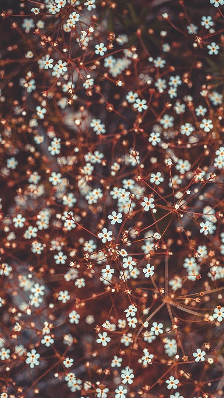 736x1308 Floral iPhone Xs Wallpaper To Celebrate Spring