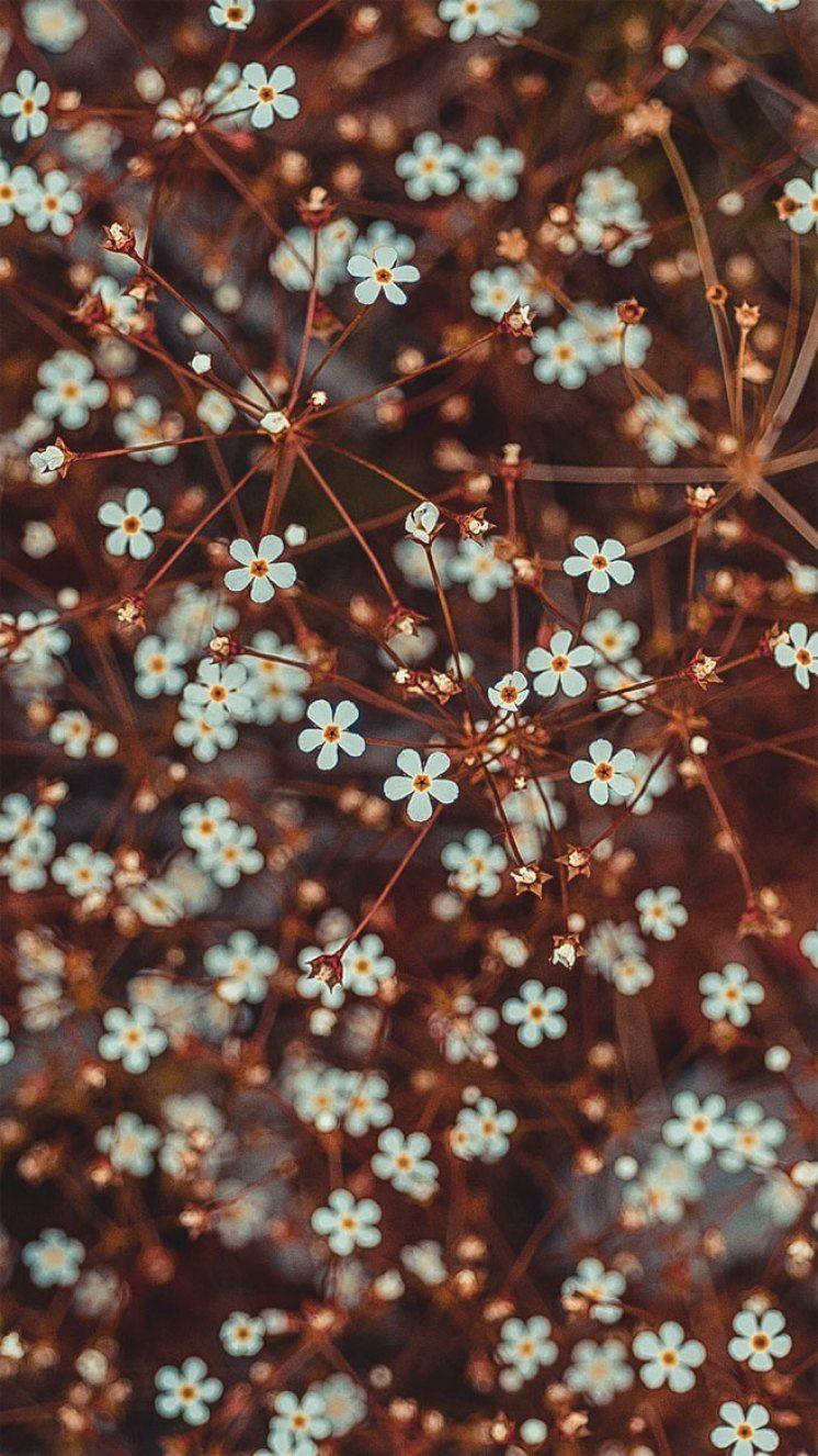 746x1326 Beautiful flower iPhone wallpaper Wallpaper