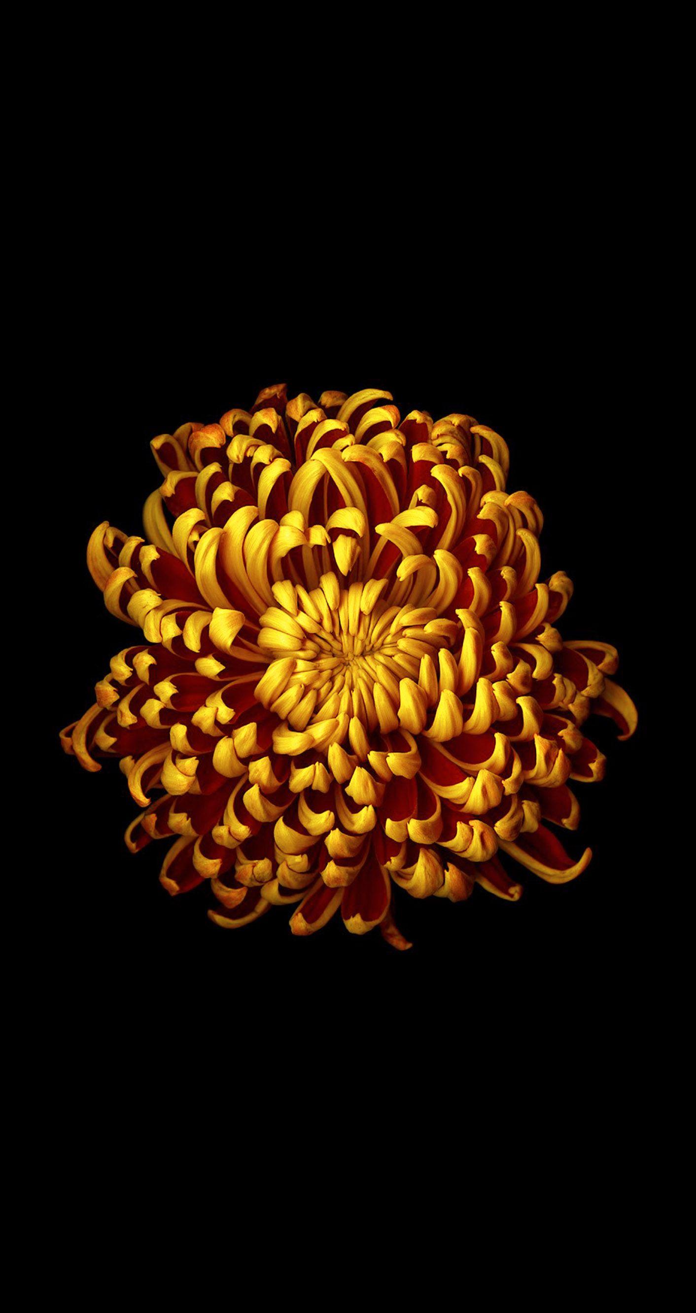 1412x2662 iOS 8 style flowers wallpaper for iPhone