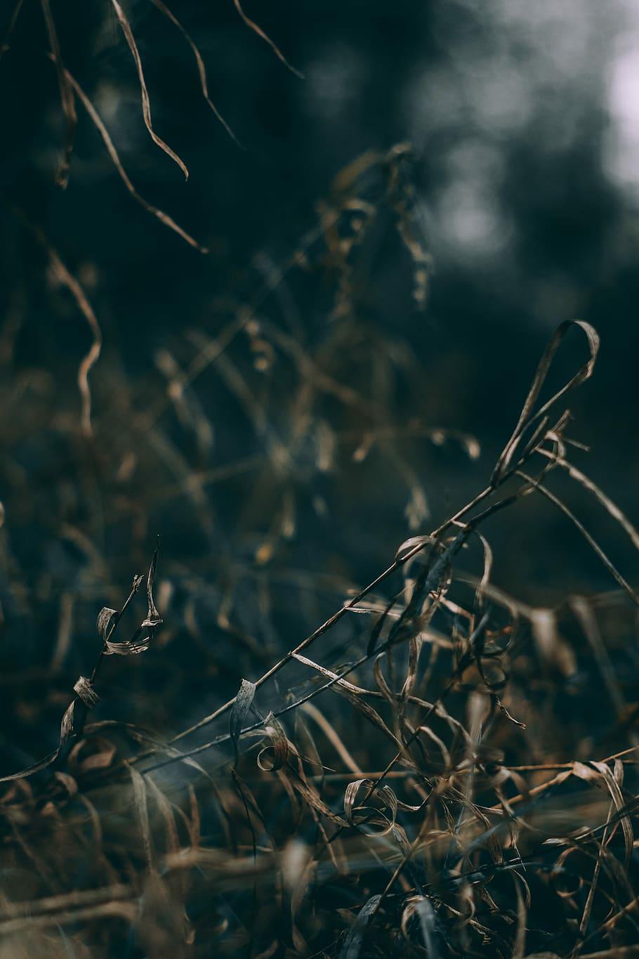 910x1365 brown grass, selective, focus photography, brown, grass, wallpaper, iphone wallpaper, iphone background, CC public domain, royalty free