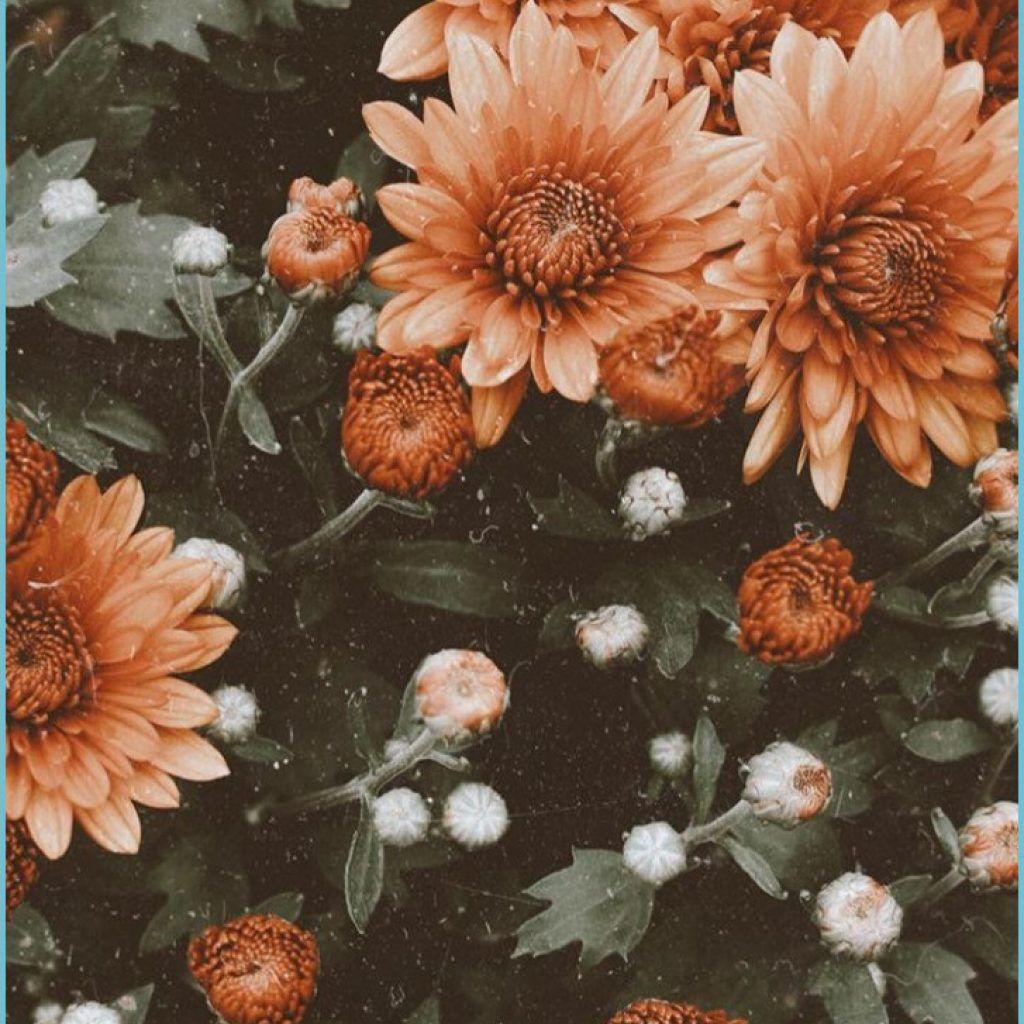 1024x1024 Wallpaper Flowers Vintage Flower iphone wallpaper, iPhone iphone wallpaper