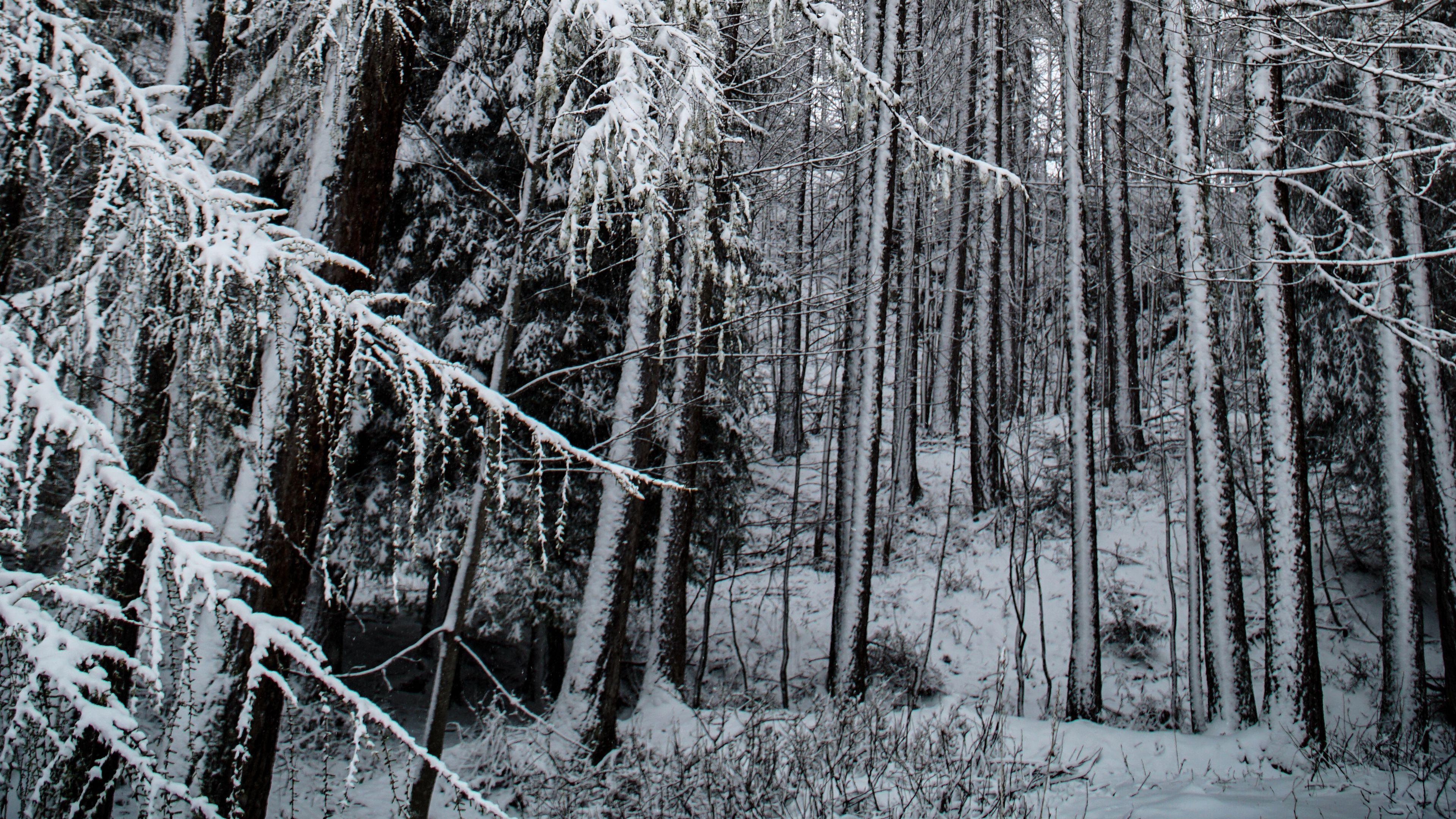 3840x2160 forest, snow, trees, snowy, winter .