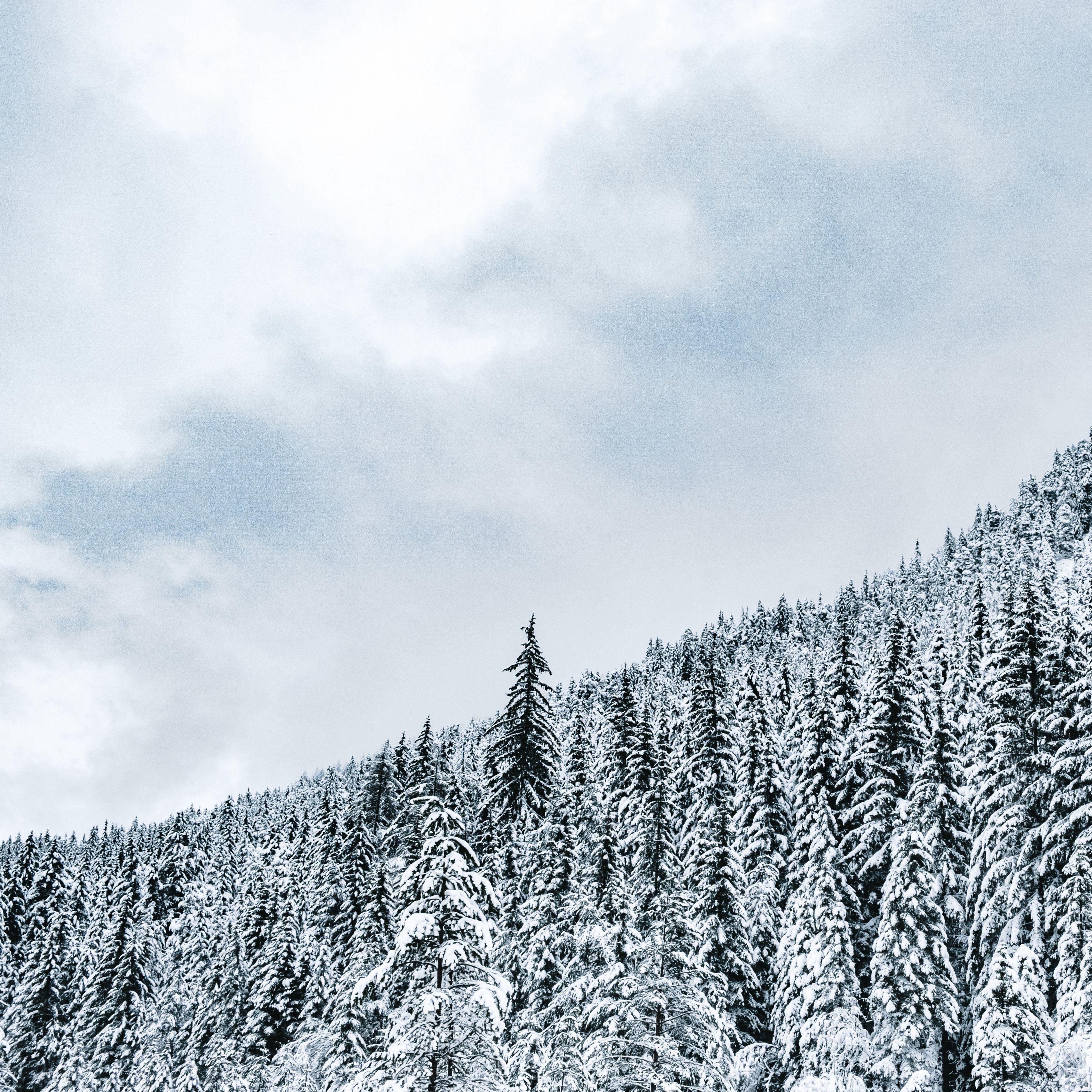 3415x3415 Download wallpaper 3415x3415 forest, trees, snow, snowy, winter ipad pro 12.9 retina for parallax HD background