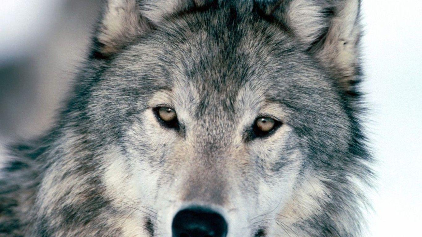 1366x768 White Wolf Wallpaper Free Wickedsa Cool HD Wallpaper: Wolf Wallpaper Awesome Cool Wolf S Wallpaper 1366x768