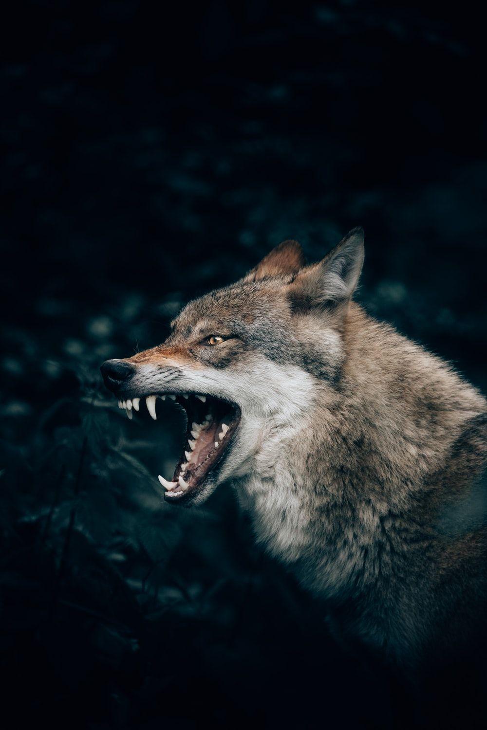 1000x1500 Wolf Wallpaper: Free HD Download [HQ]