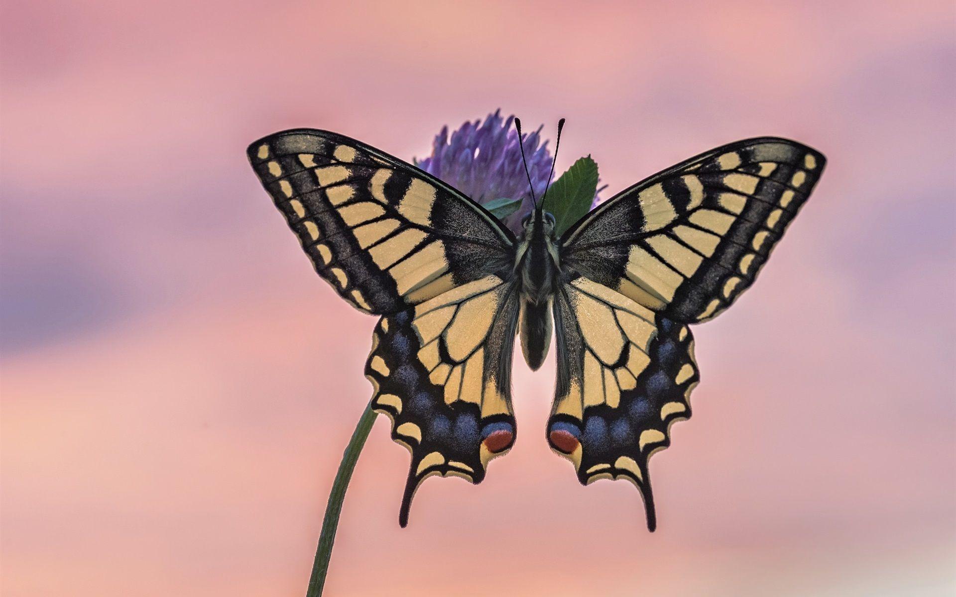 1920x1200 Wallpaper Butterfly, wings, flower 1920x1200 HD Picture, Image