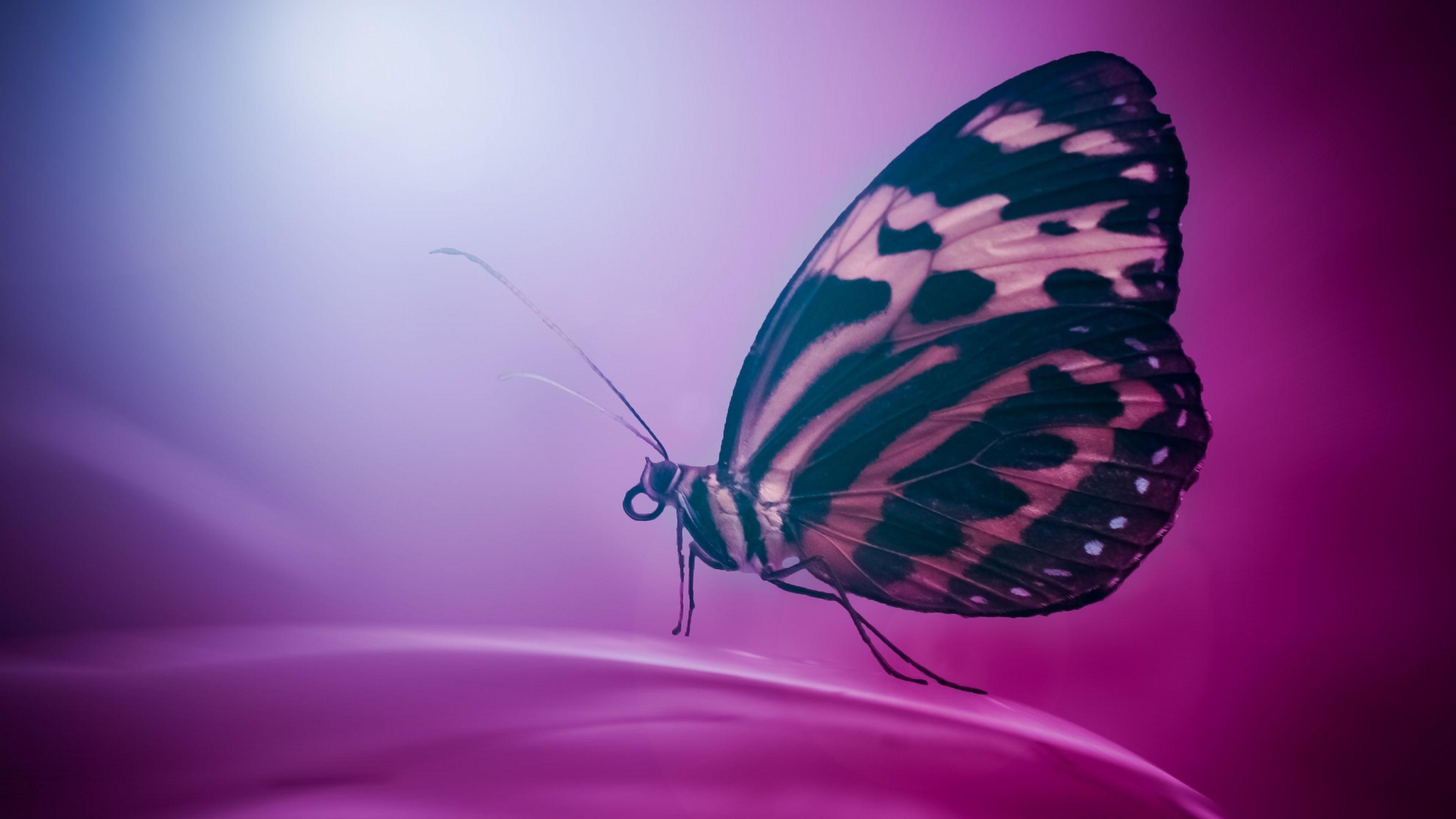 3840x2160 Butterfly Wings Macro, HD Photography, 4k Wallpaper, Image, Background, Photo and Picture