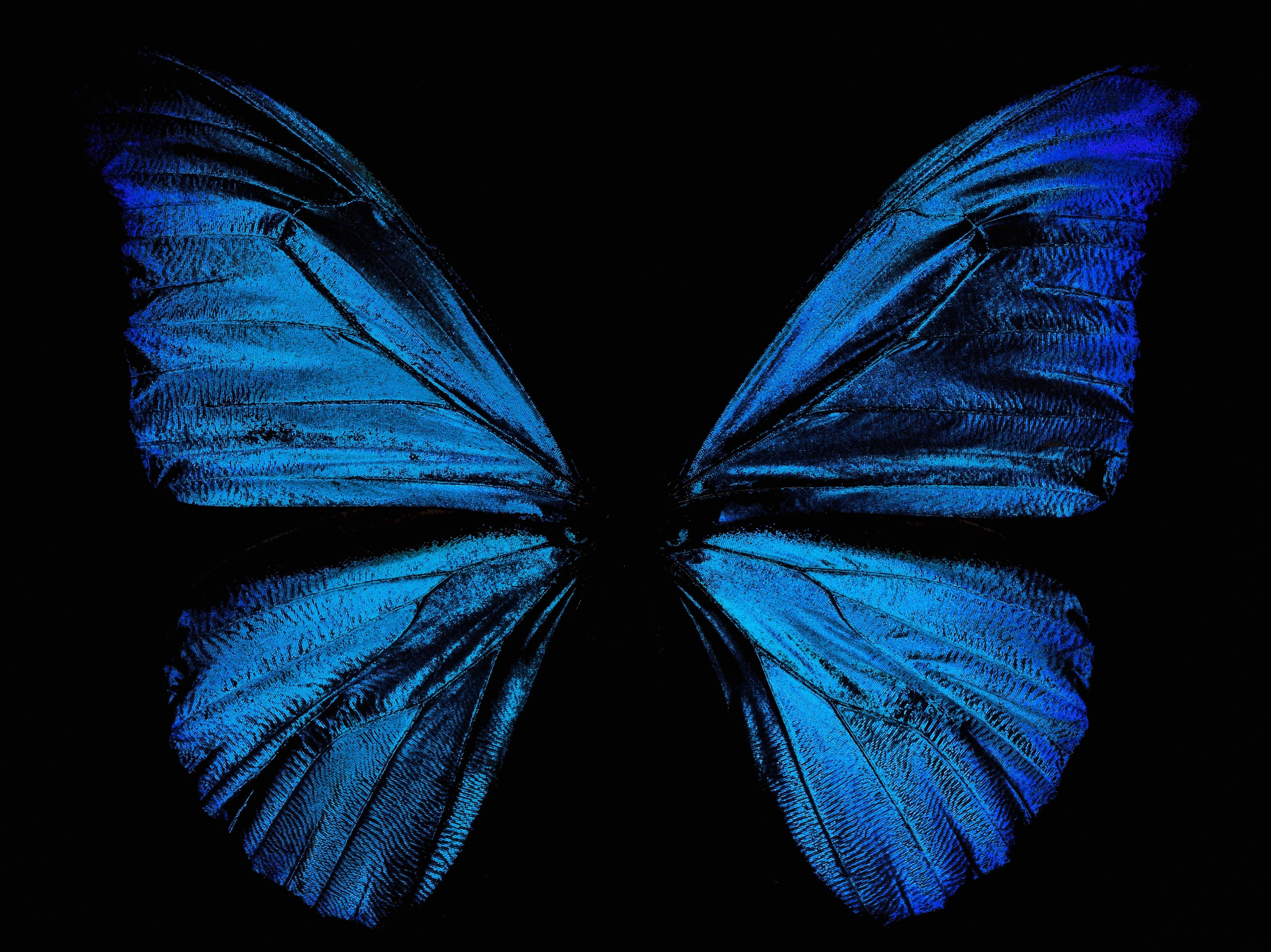 Черно синяя бабочка. Morpho rhetenor. Бабочка Блю Морфо. Крылья бабочки. Синяя бабочка.