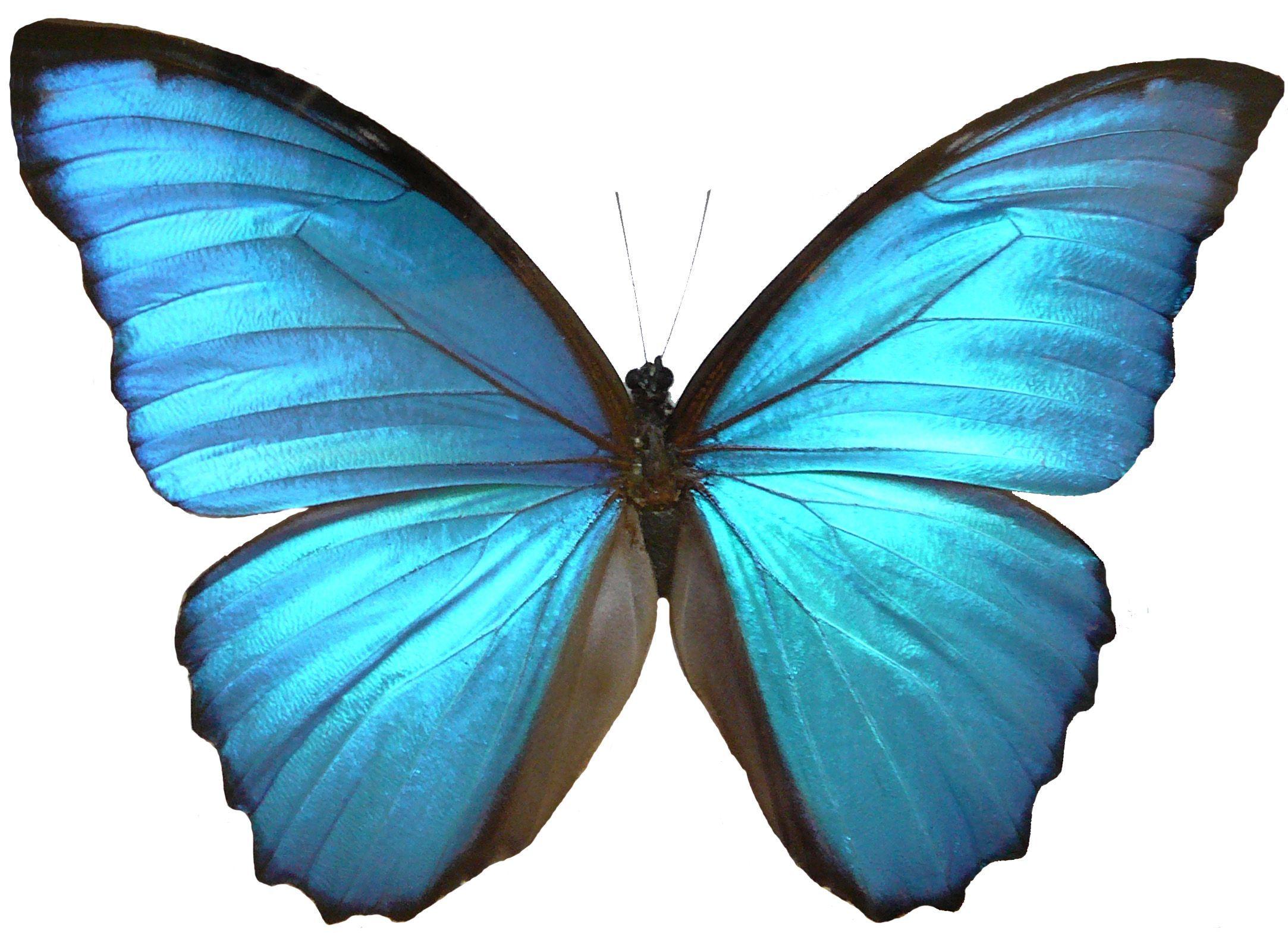 2166x1569 Black Butterfly Drawing Wallpaper