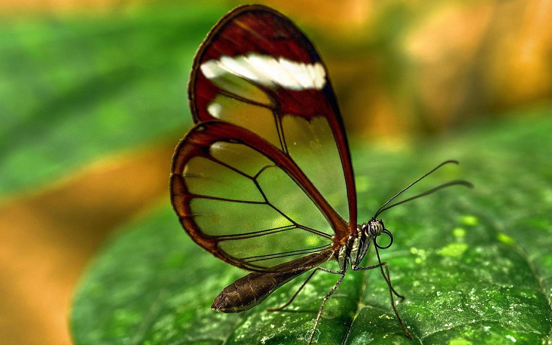 1920x1200 Butterfly Transparent Wings