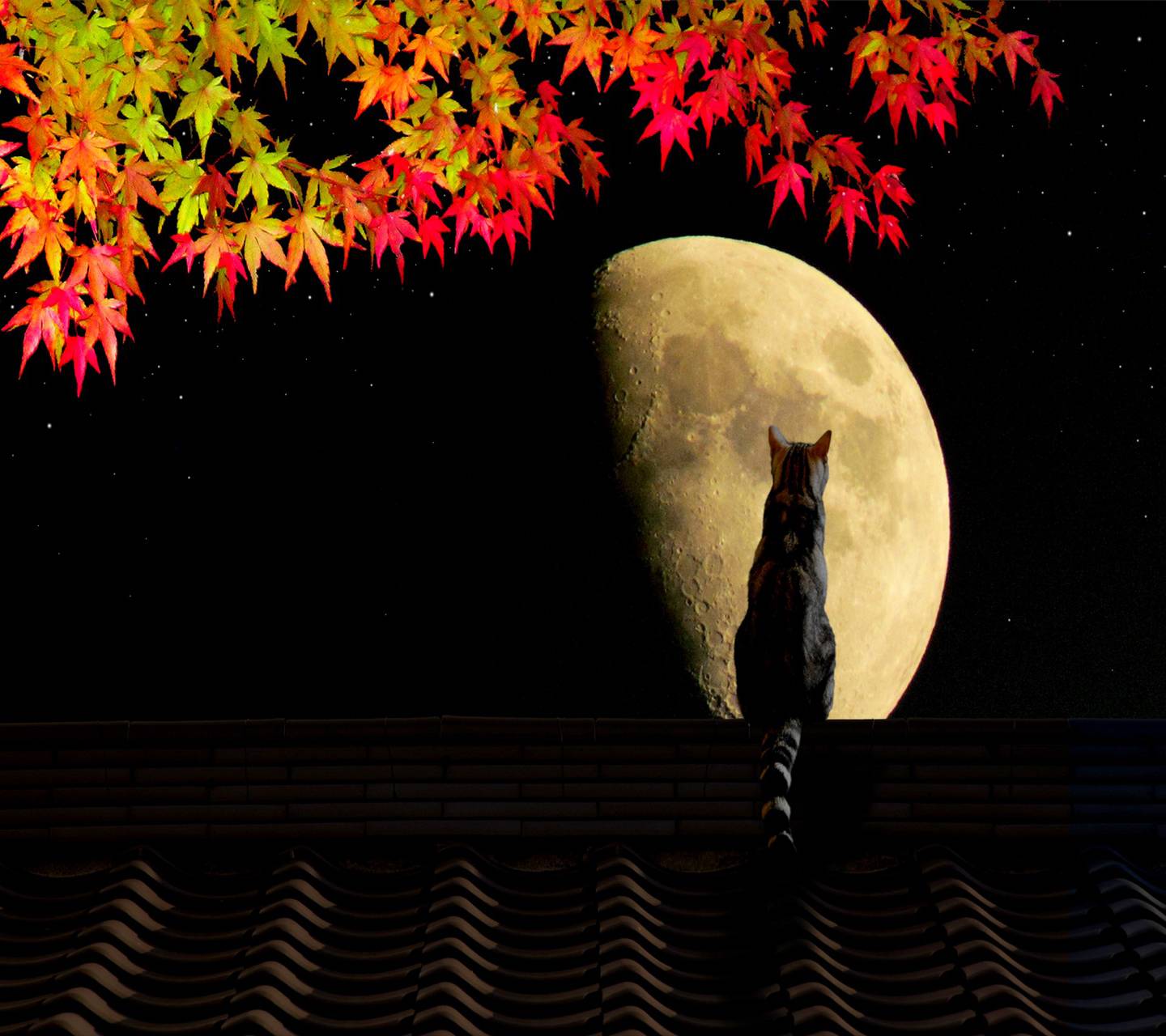 Autumn Moon Wallpapers - Top Free Autumn Moon Backgrounds - WallpaperAccess