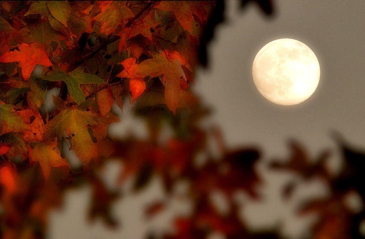 Autumn Moon Wallpapers - Top Free Autumn Moon Backgrounds - WallpaperAccess