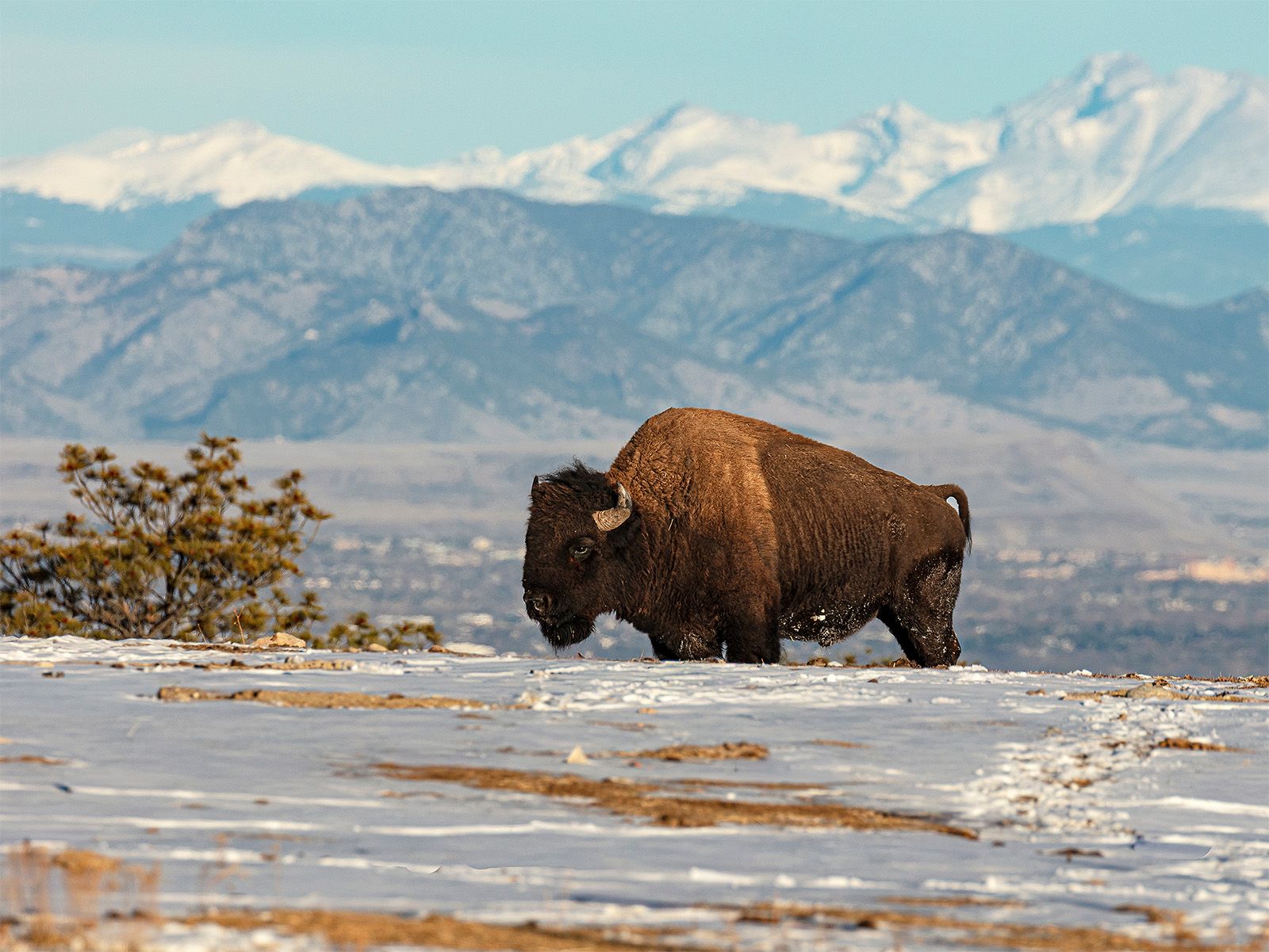 1600x1201 Wait, There Are Bison in Highlands Ranch Now?