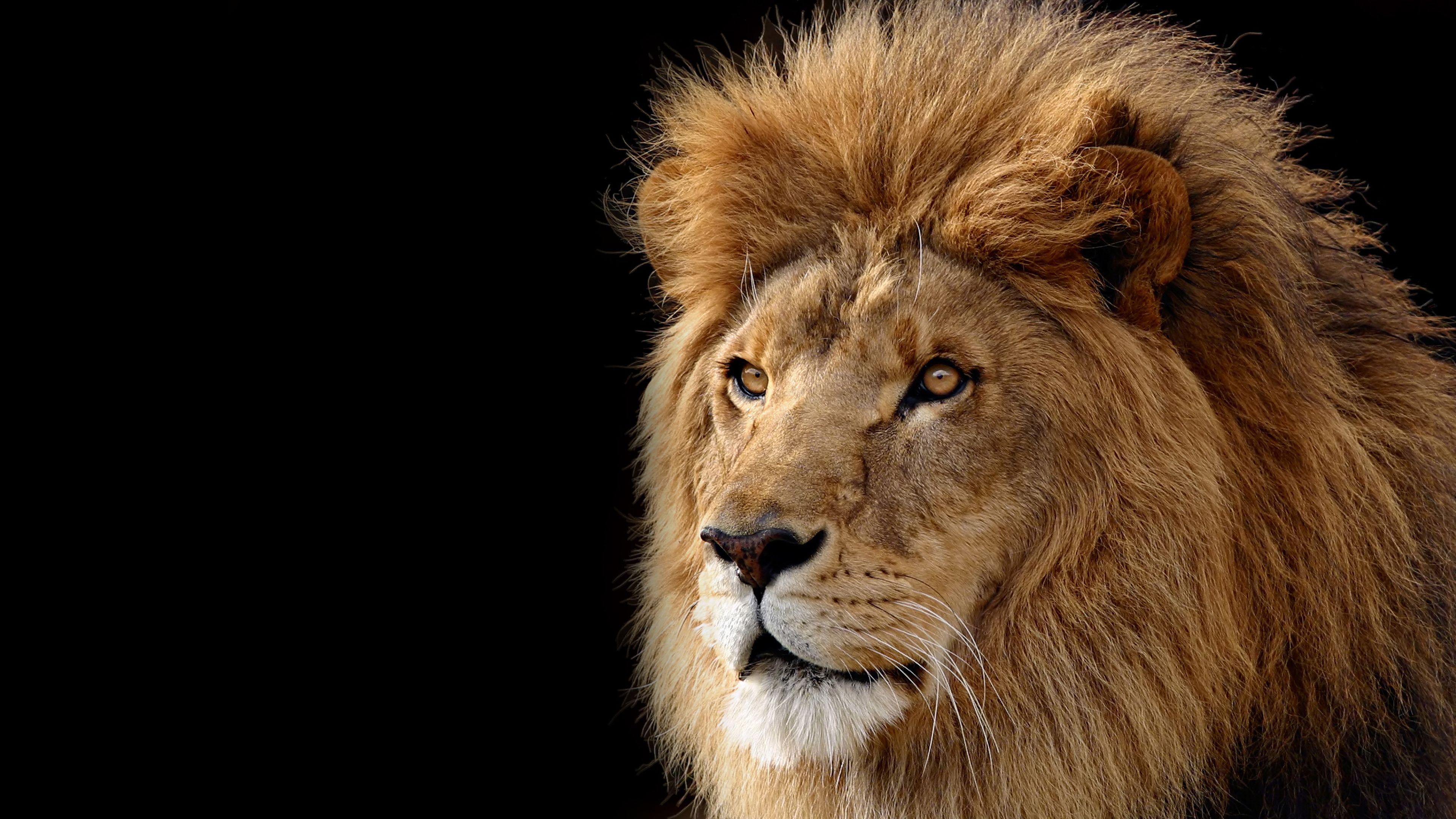 3840x2160 Mac OS X Lion Wallpaper 4K, Lion, Black background, Stock