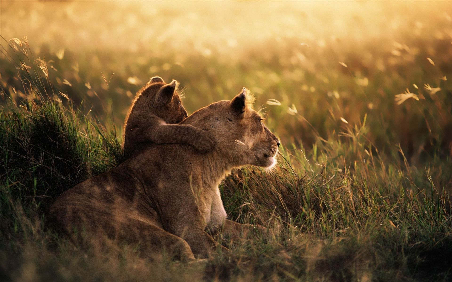1920x1200 Lion Of The Serengeti National Park MAC OS X Mountain Lion HD Wallpaper