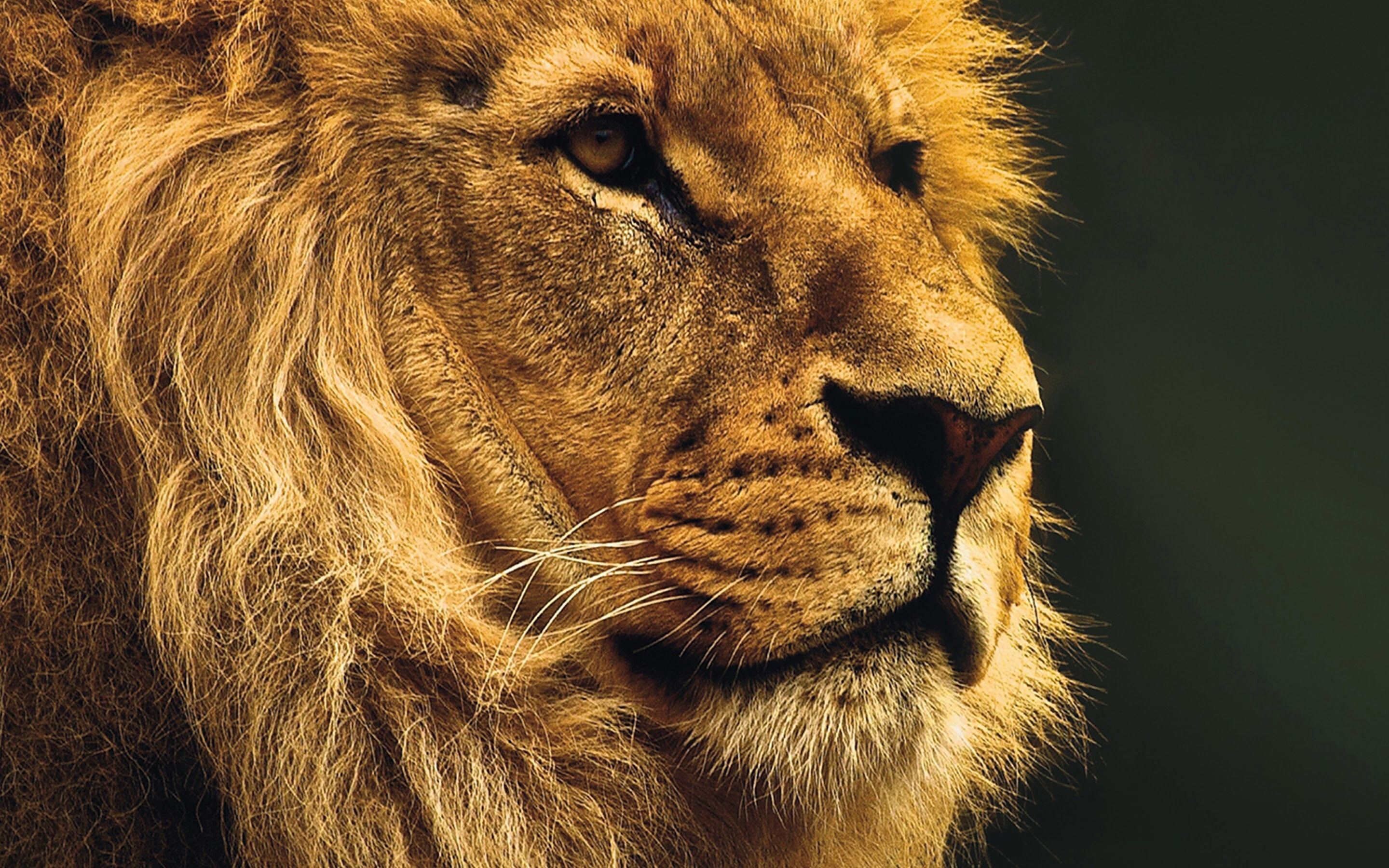 2880x1800 Lion Wallpaper