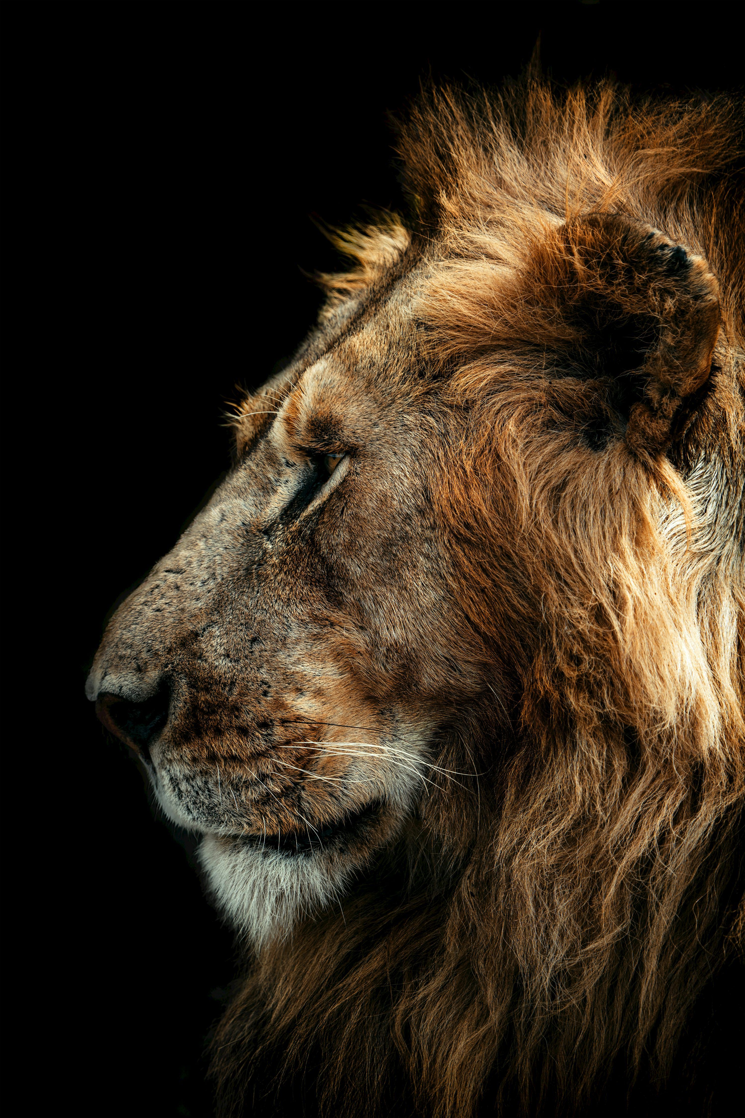 3000x4500 Lion Wallpaper Picture Creators