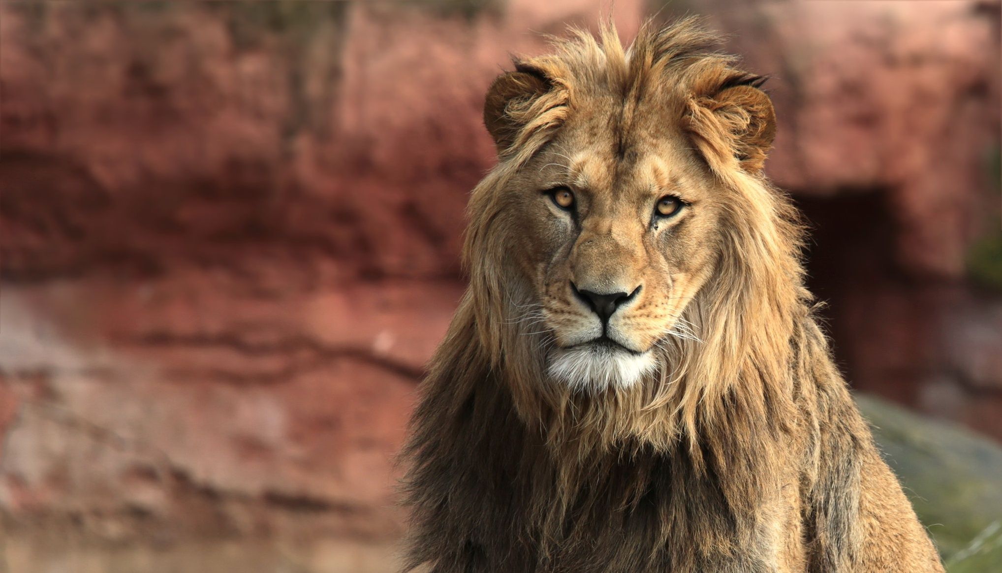 2036x1164 Majestic Lion's Stare Animal Wallpaperx1164