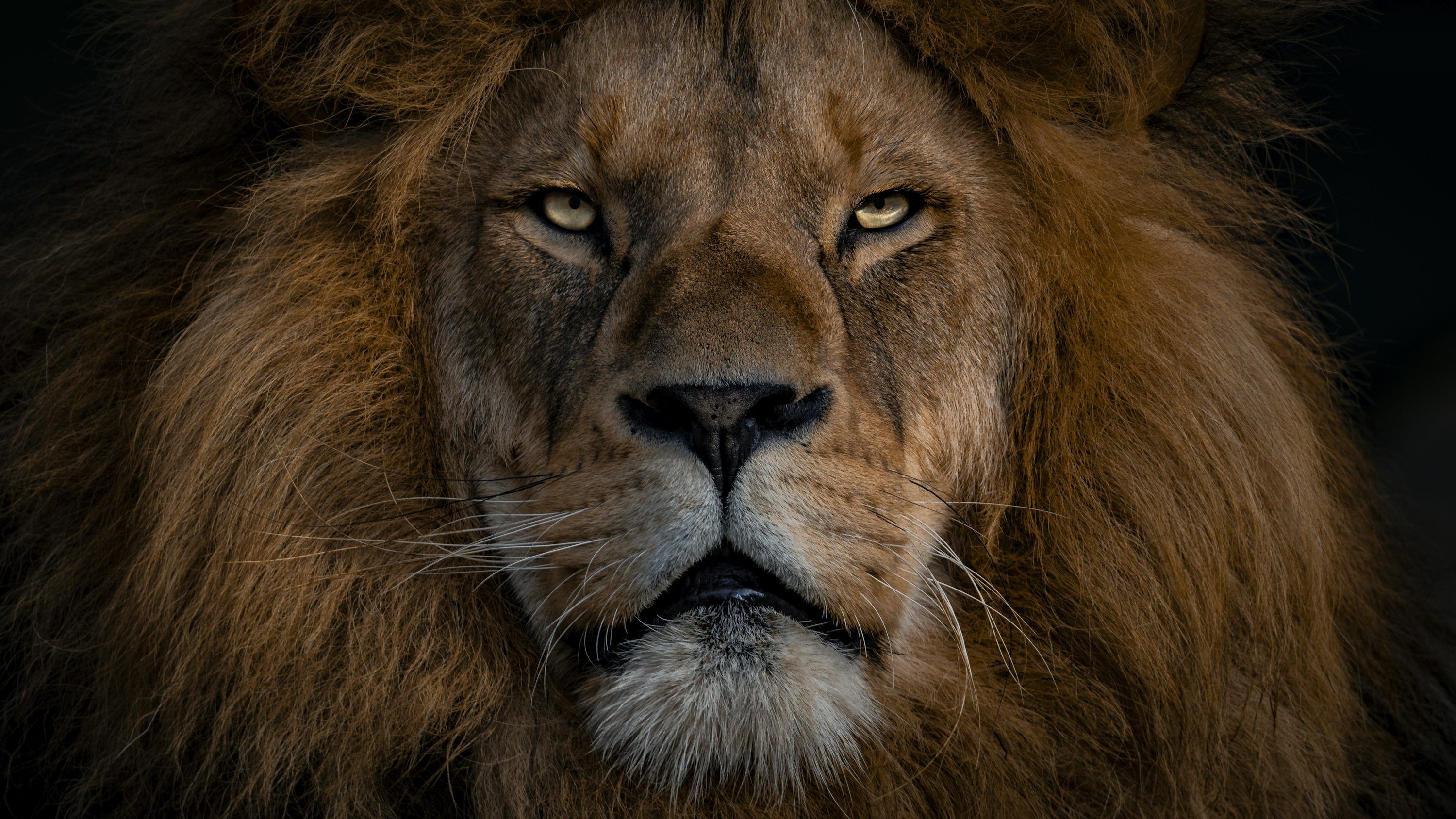 3000x1688 Lion Wallpaper Picture Creators