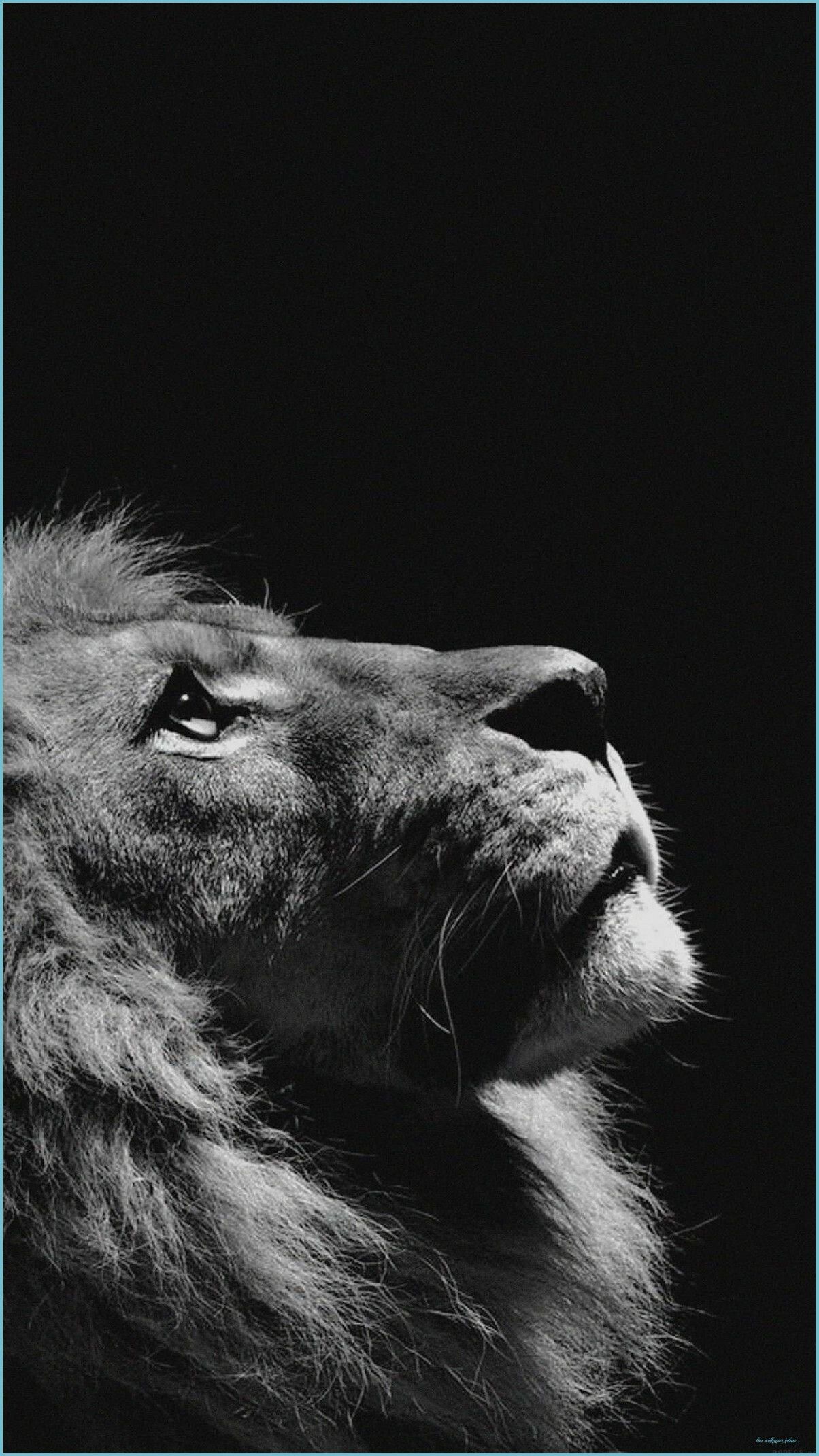 1204x2141 Lion Wallpaper