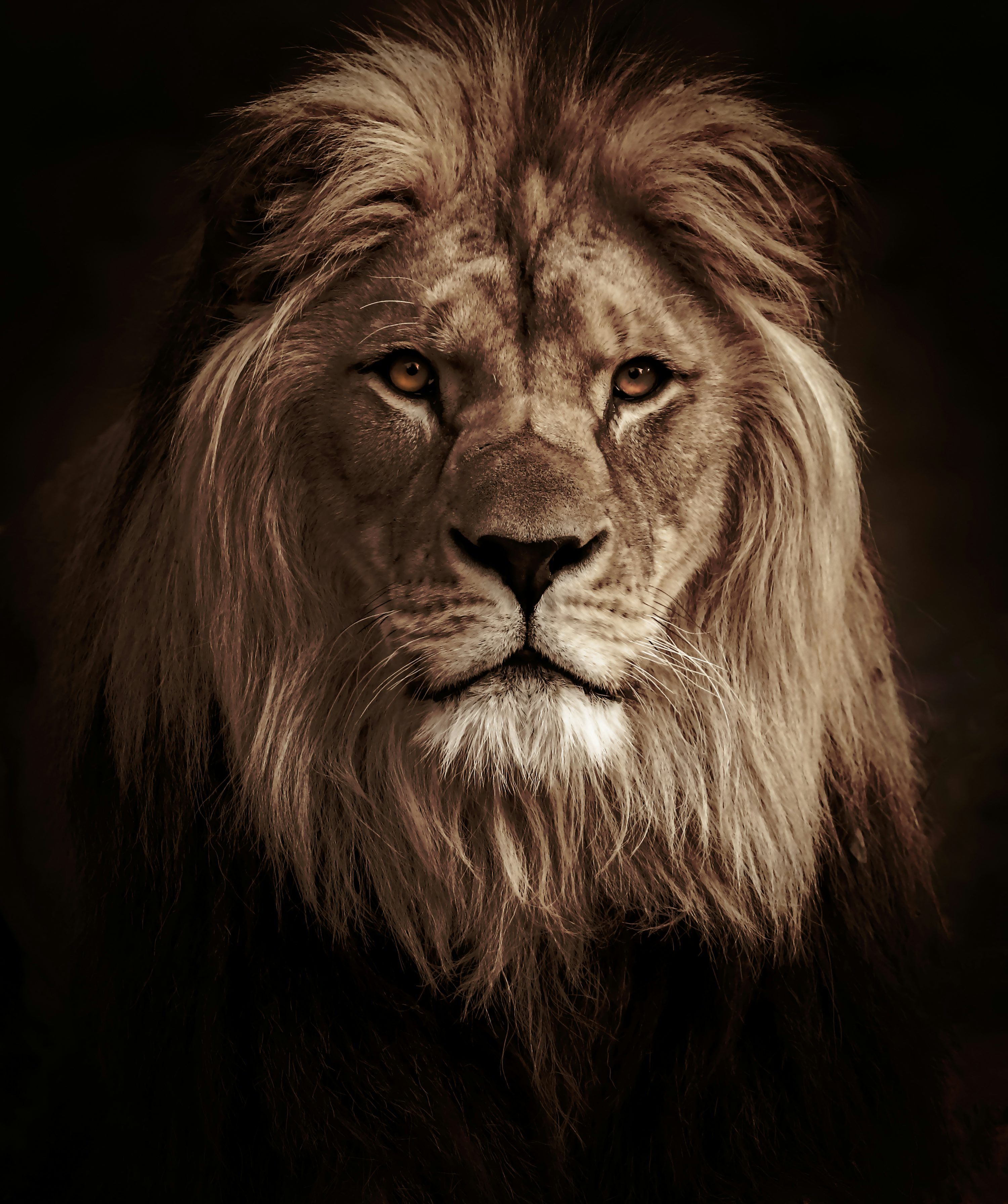 3000x3584 Lion Wallpaper Picture Creators