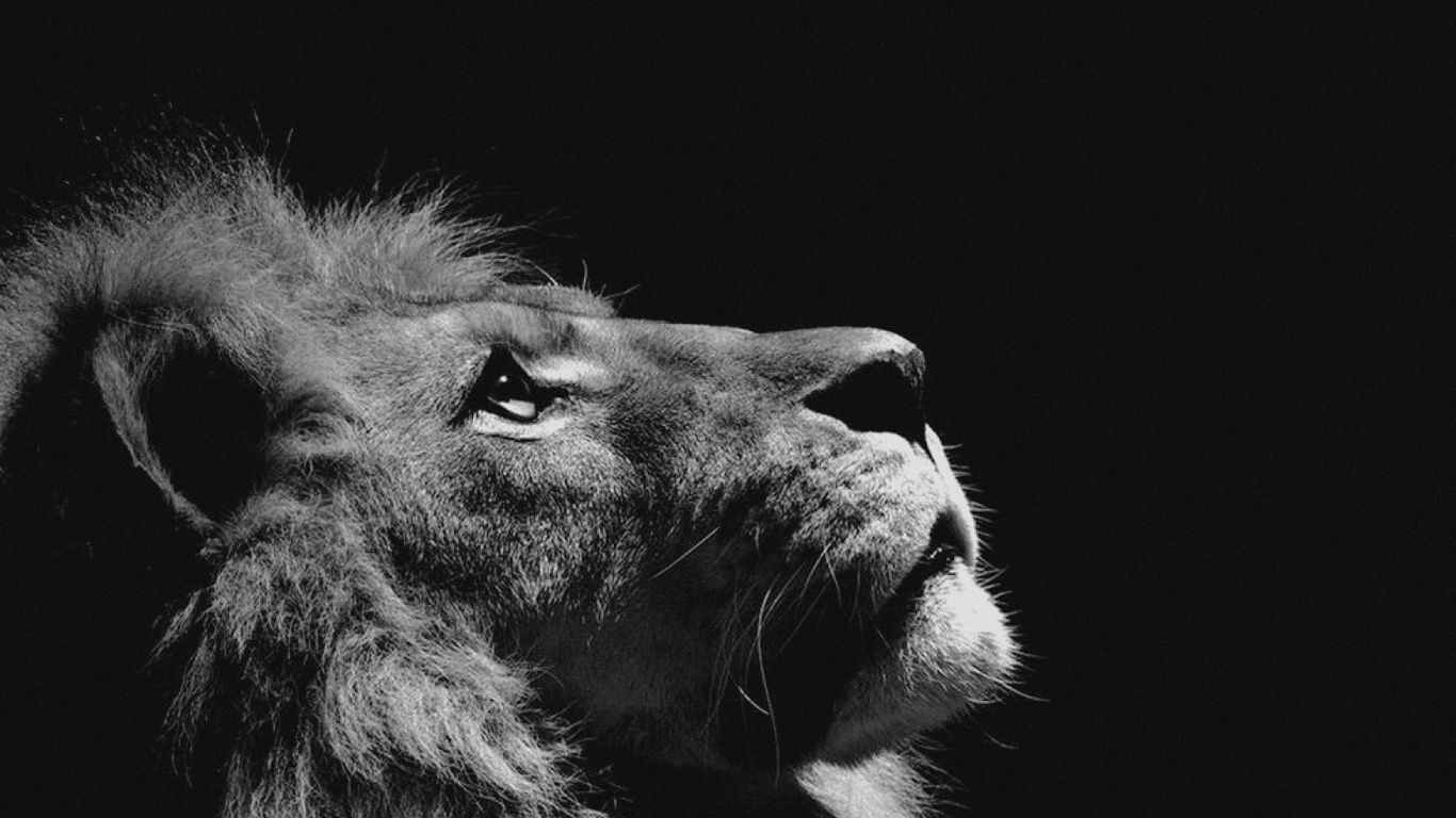 1366x768 Laptop Lions Roar Wallpaper Free 1366x768 High Quality Background