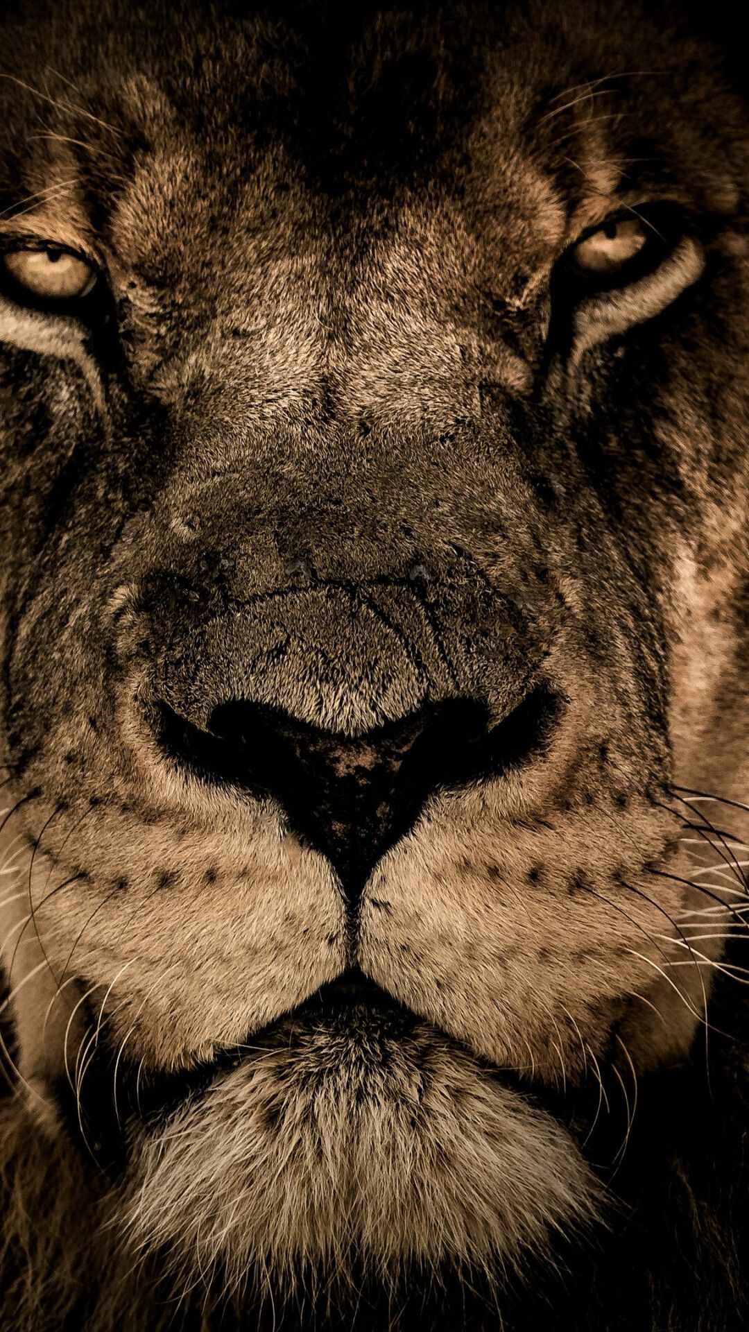 1080x1920 Lion Wallpaper