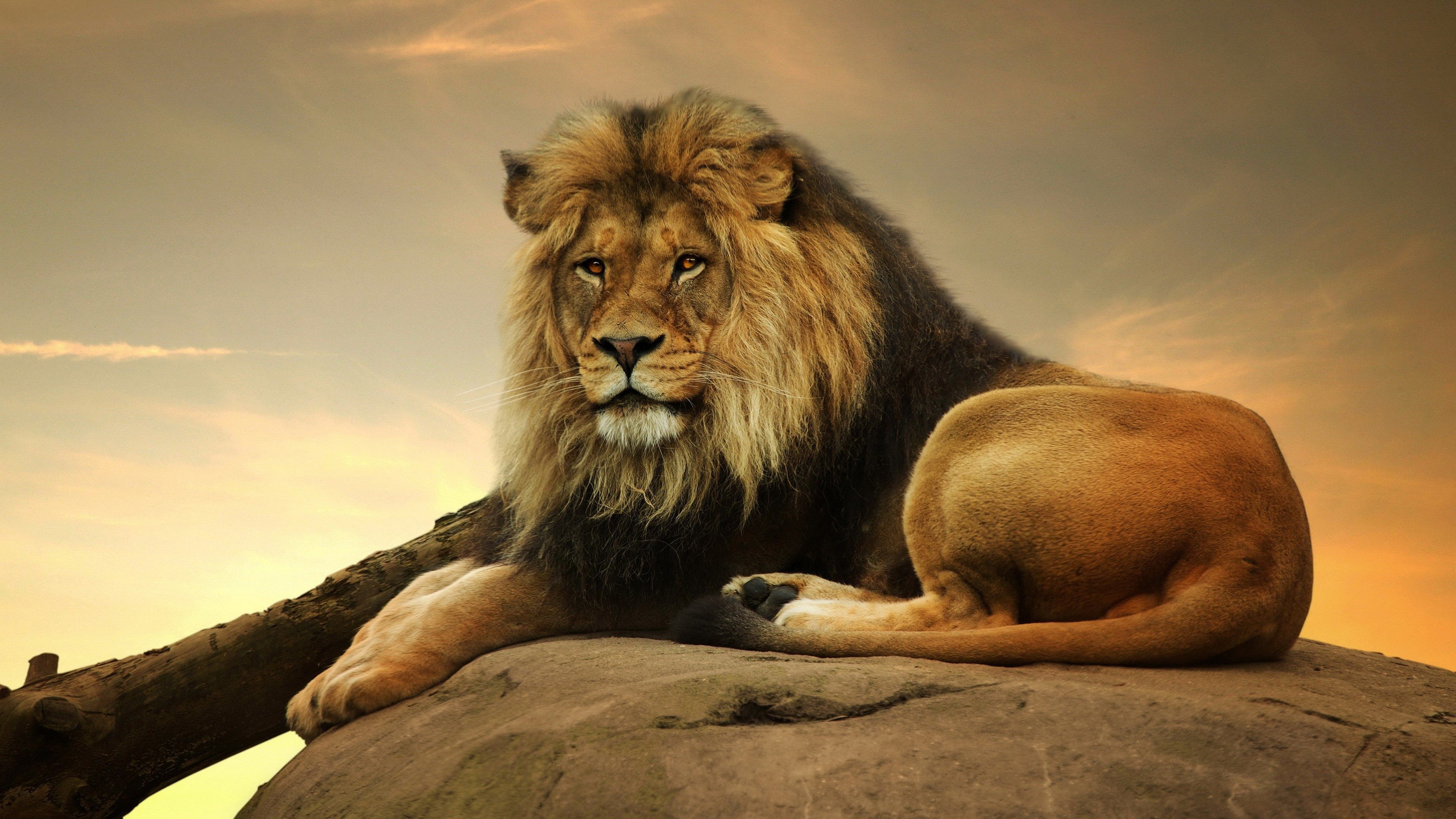 3840x2160 Lion UHD Wallpaper