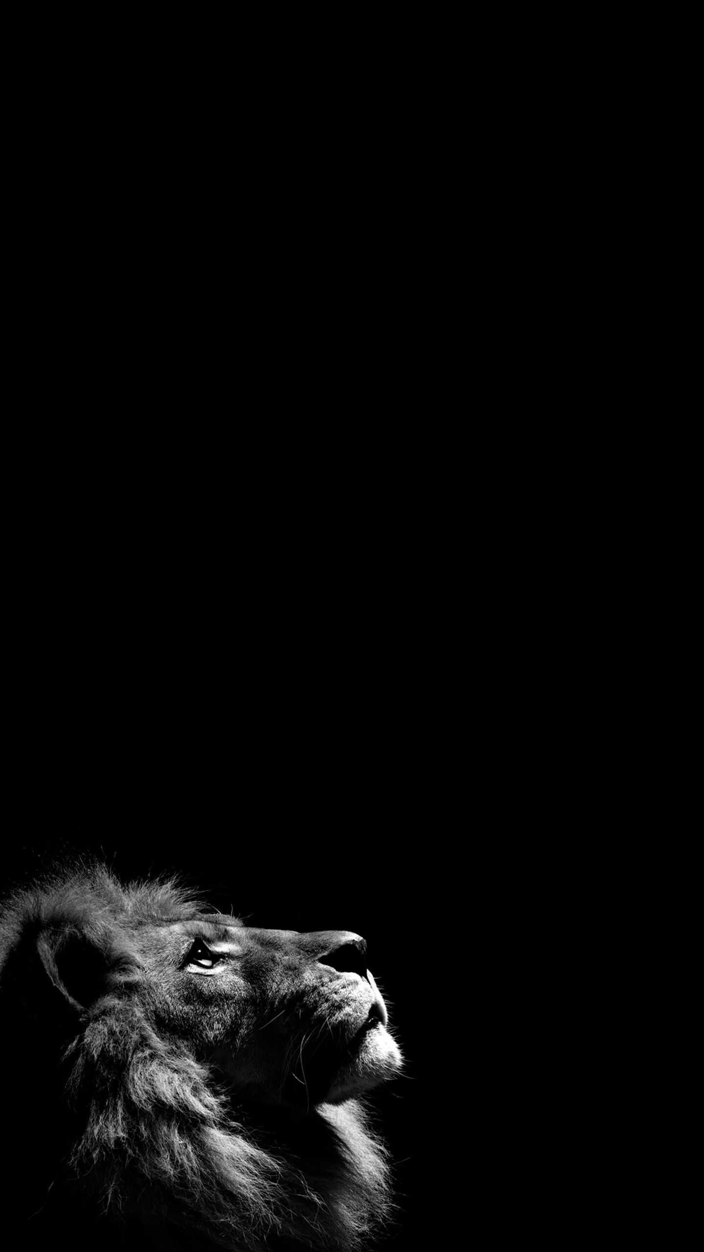 1440x2560 Lion Wallpaper
