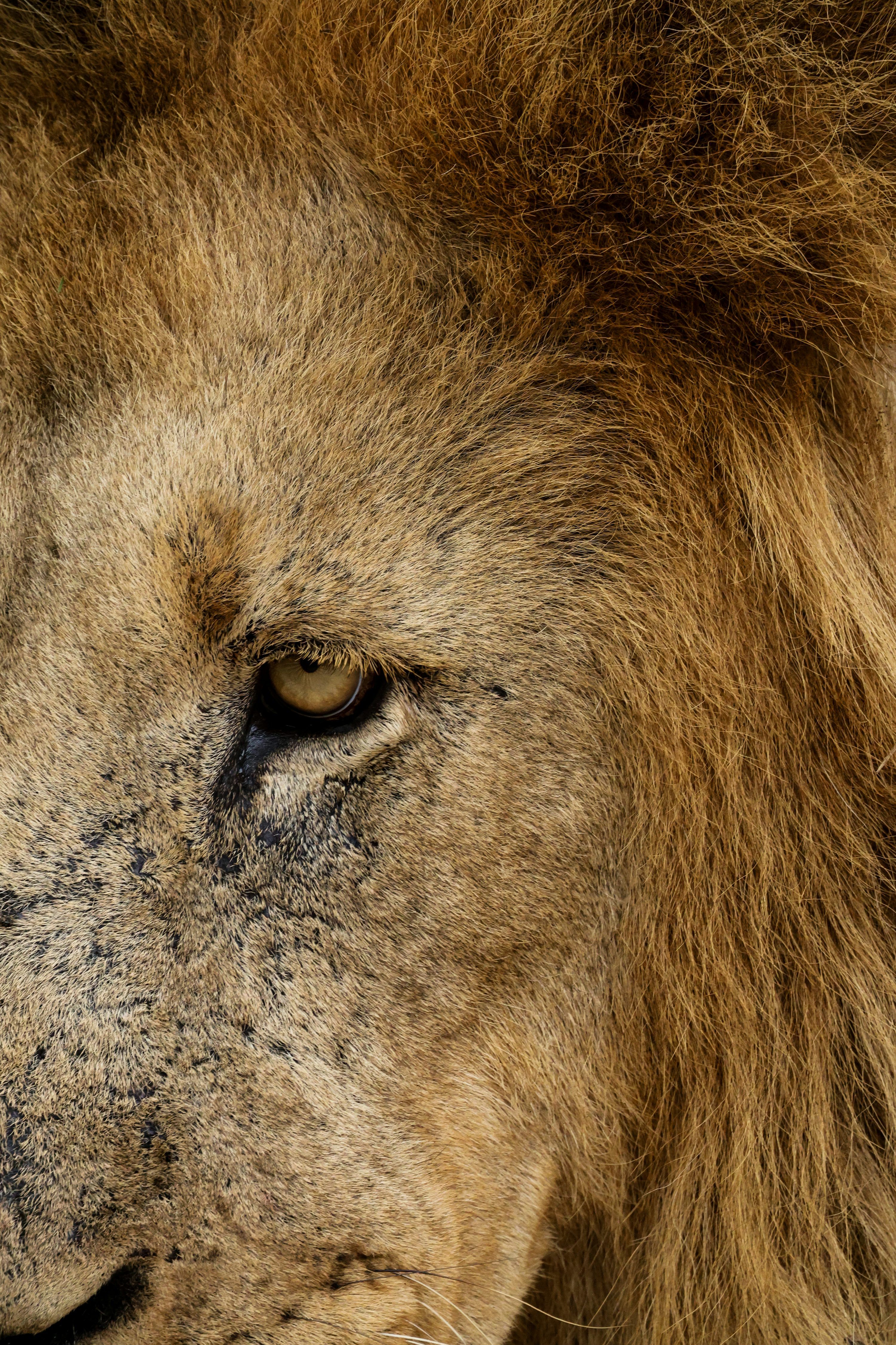 3000x4500 Lion Wallpaper: Free HD Download [HQ]