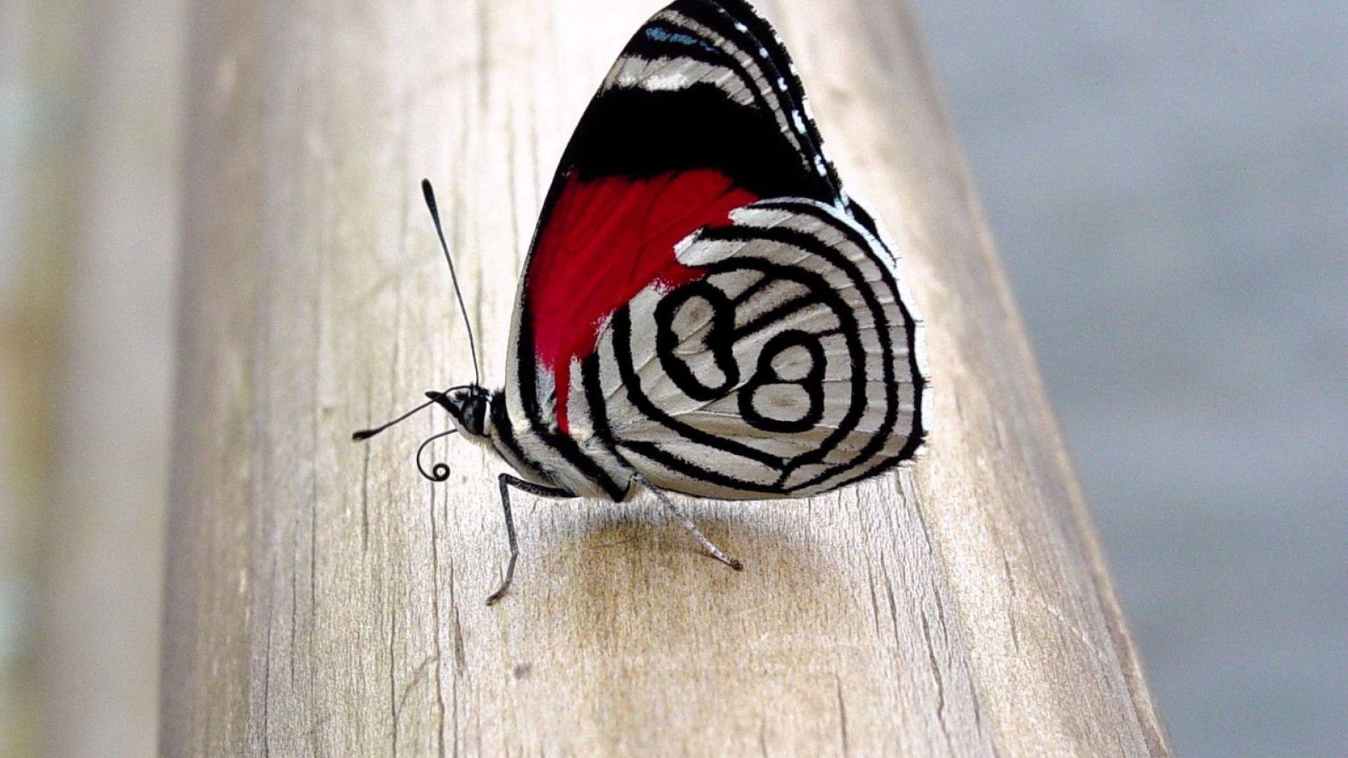 1920x1080 Download Wallpaper 1920x1080 butterfly, wings, patterns, flight, beautiful Full HD 1080p HD Background