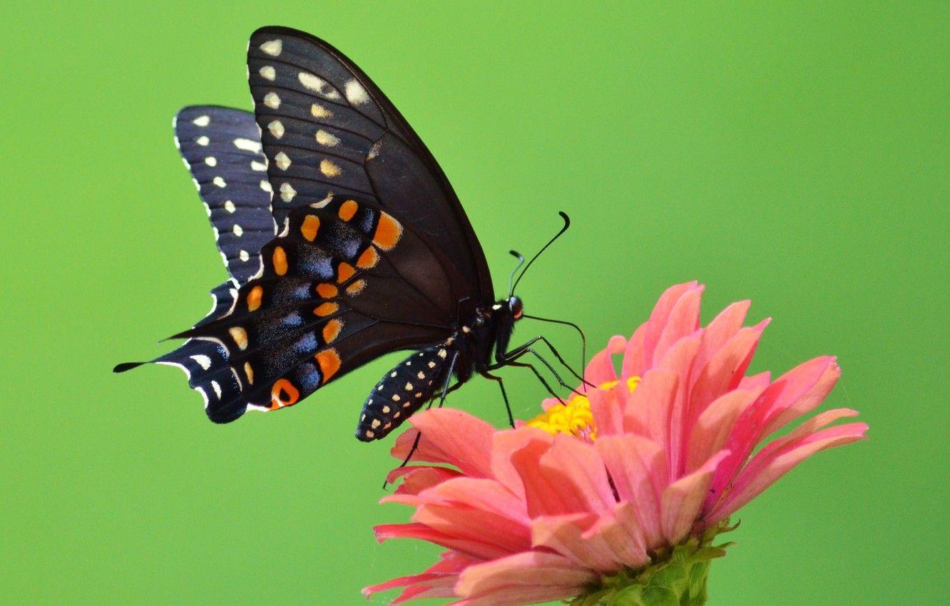 1332x850 Wallpaper flower, green, butterfly, wings, petals, green, antennae, flower, wings, butterfly, petals, proboscis, antennae, open wings, open wings, proboscis image for desktop, section макро