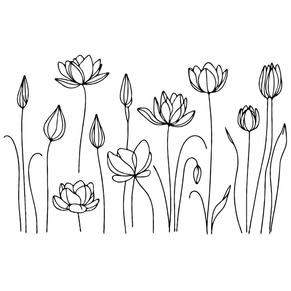 980x980 Lotus line art wallpaper illustration. Set outline water lily sketch, doodle floral stems. Hand drawn Botanical drawing. Simple Stylized flowers. Black and White blooming